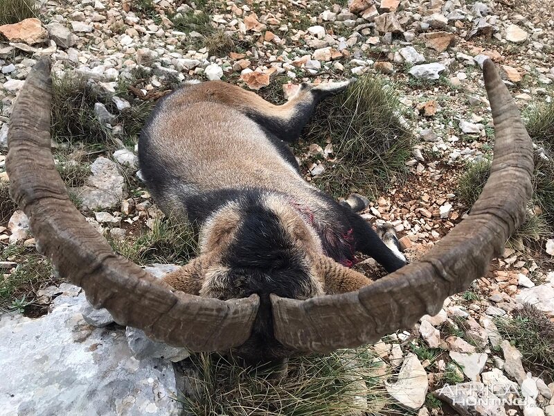 Spain Ibex