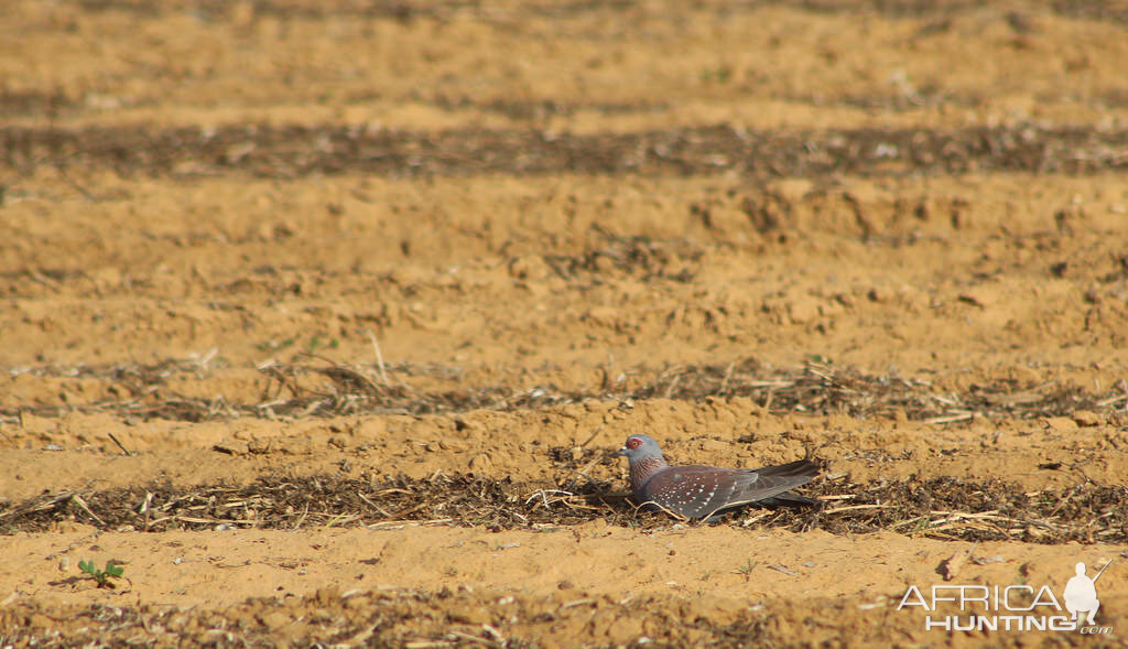 Speckled Pigeon South Africa