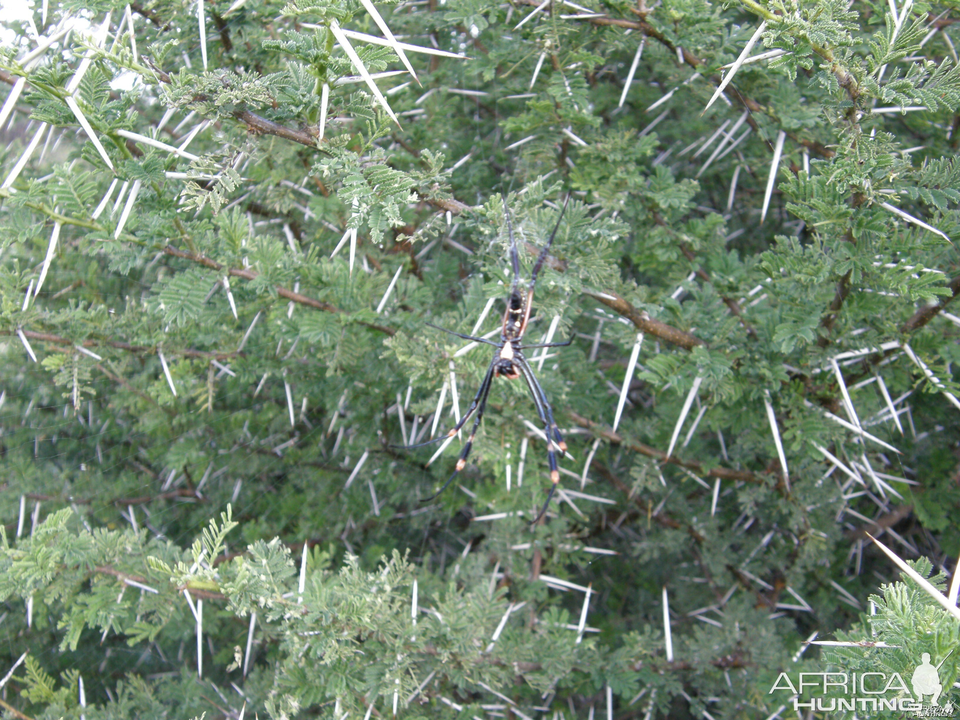 Spider Namibia