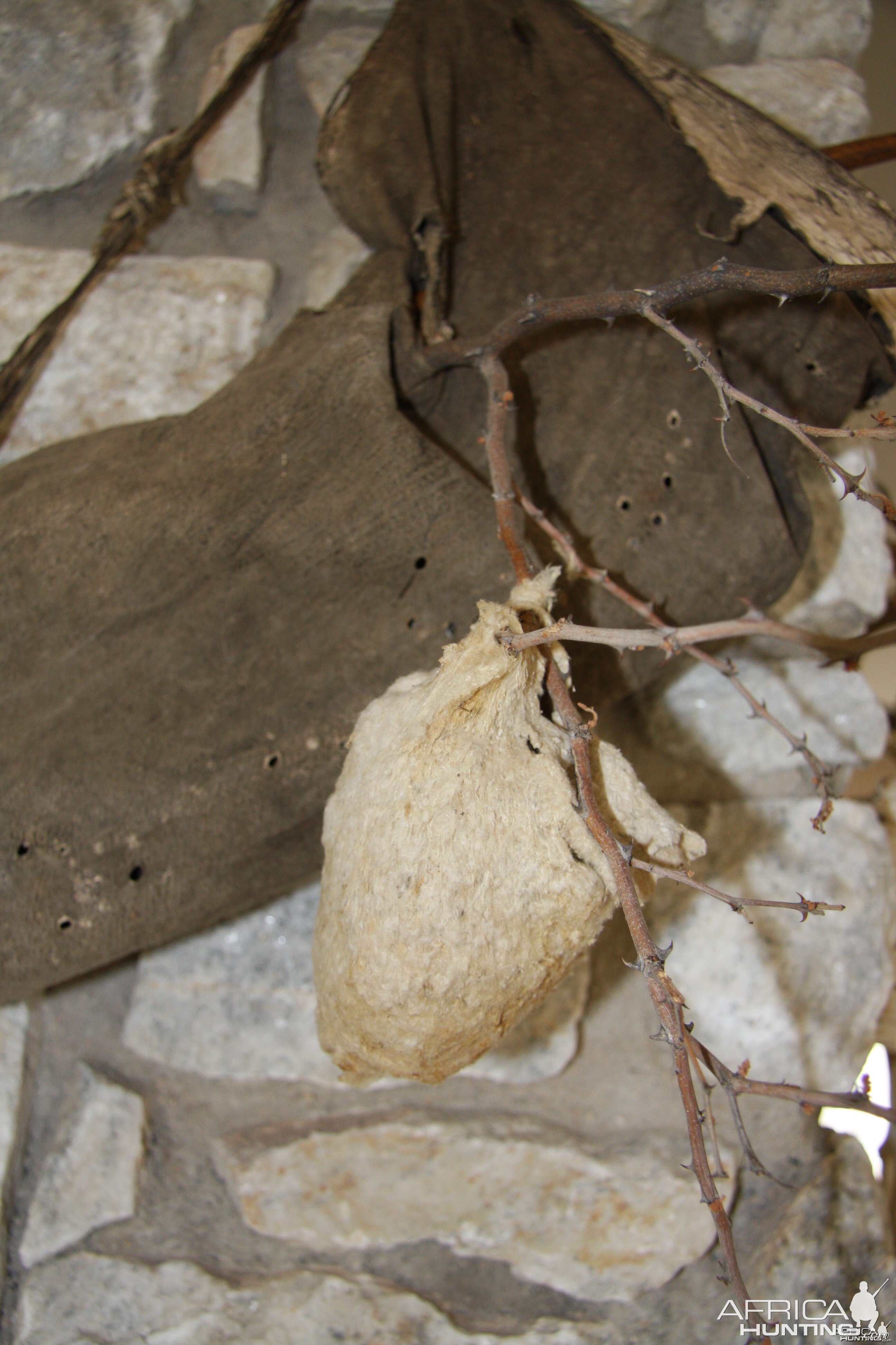 Spider Web Bird Nest Namibia