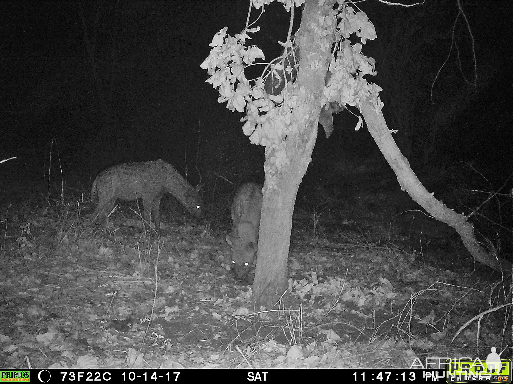 Spotted Hyanas in Trail Cam Zambia