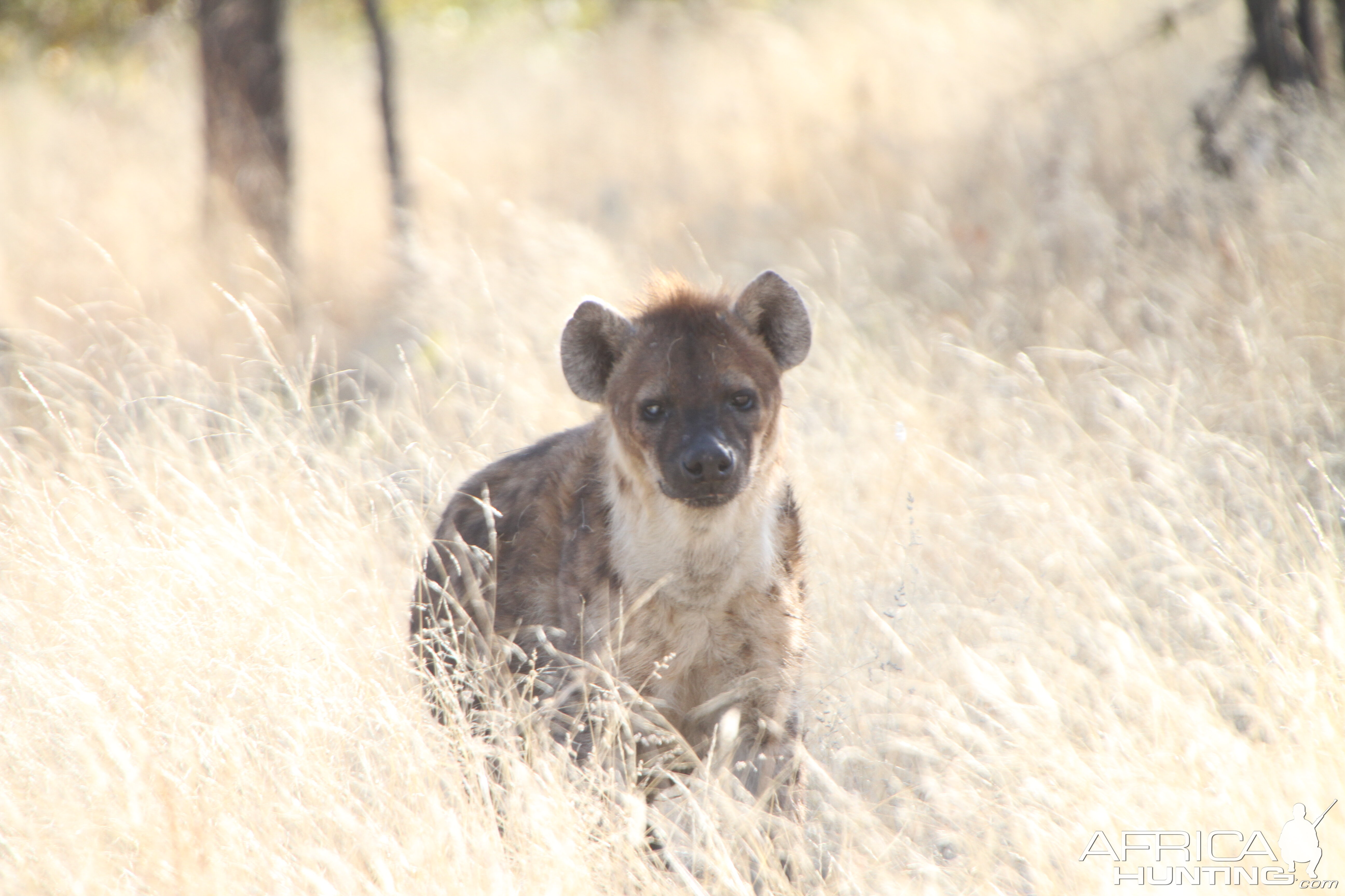 Spotted Hyena at Etosha National Park