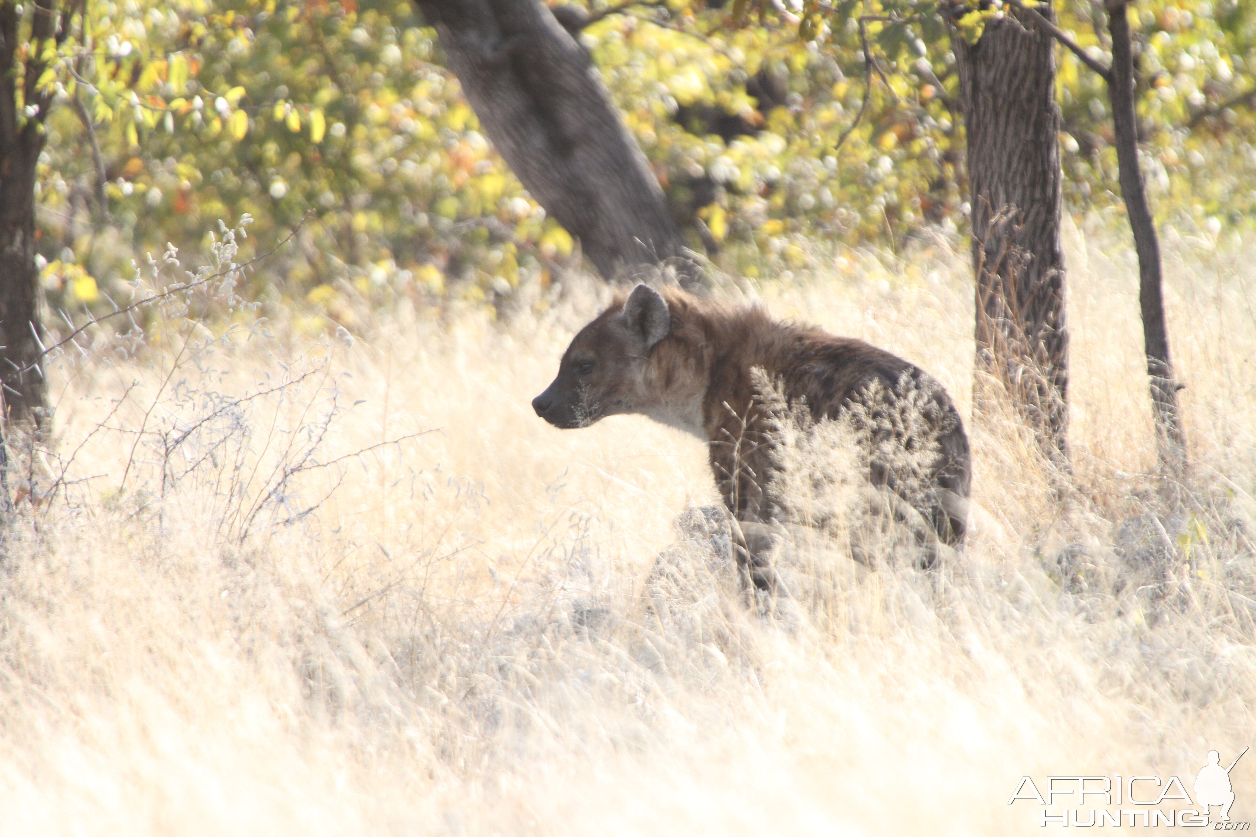 Spotted Hyena at Etosha National Park