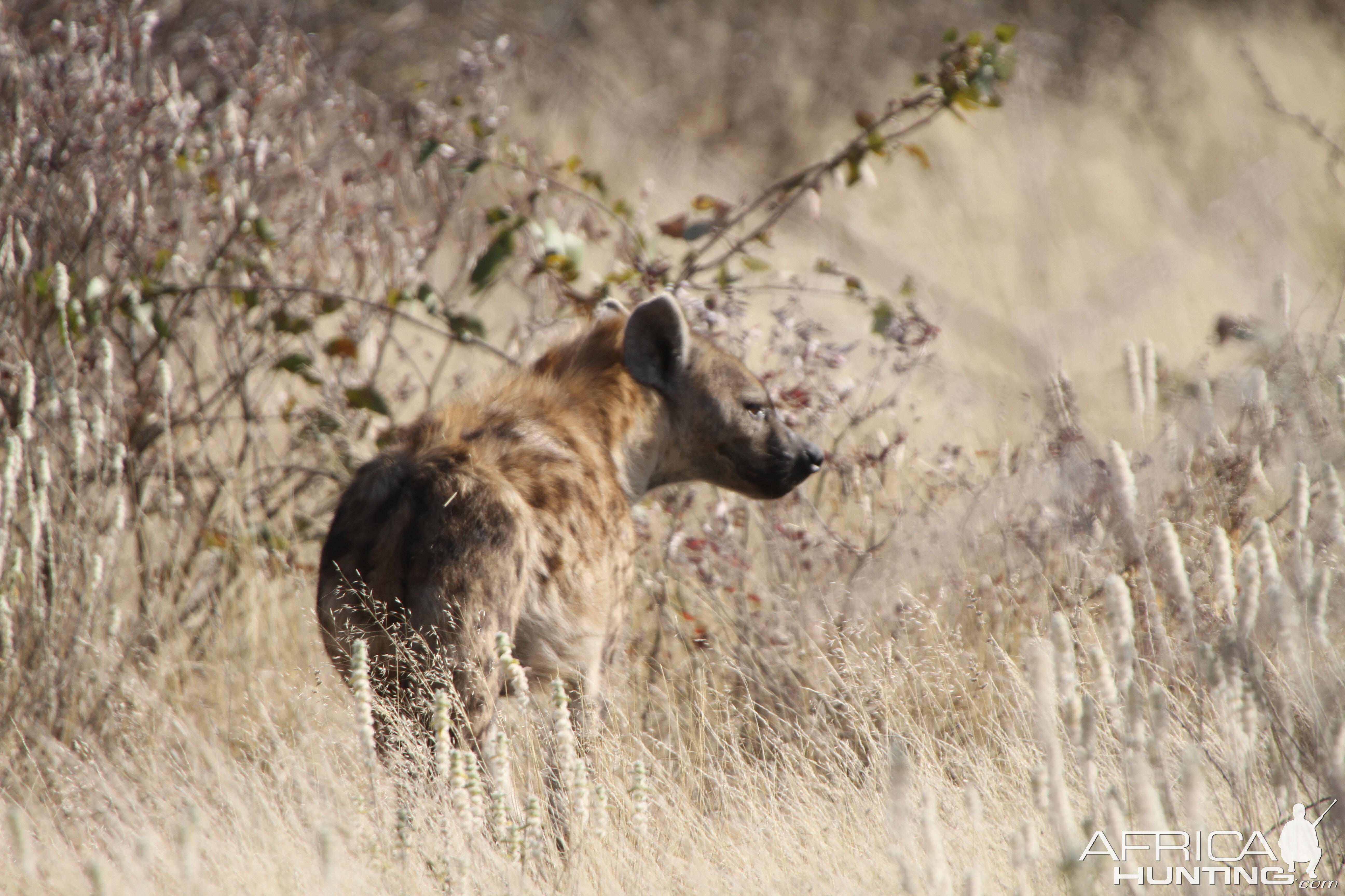 Spotted Hyena at Etosha National Park