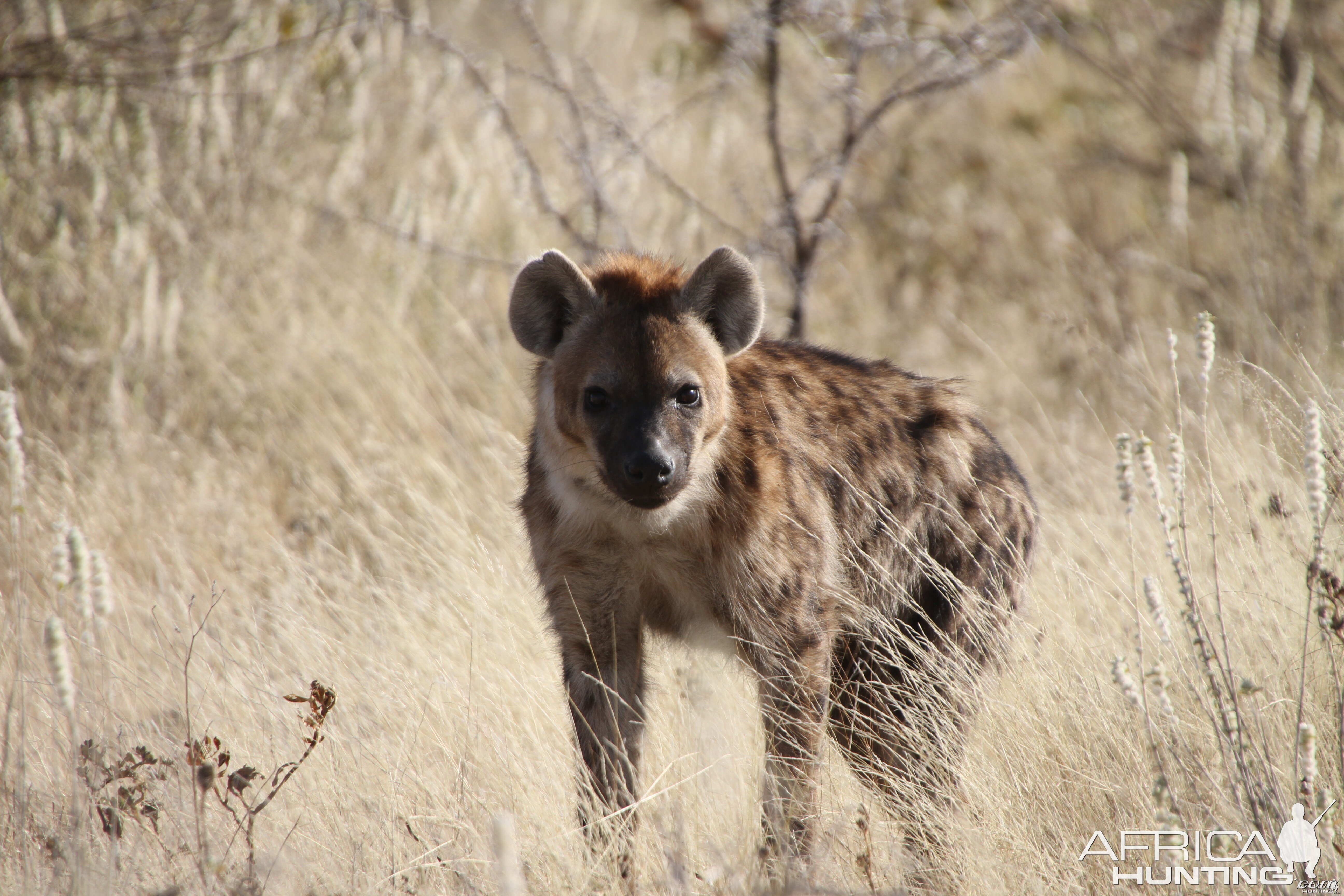 Spotted Hyena at Etosha National Park