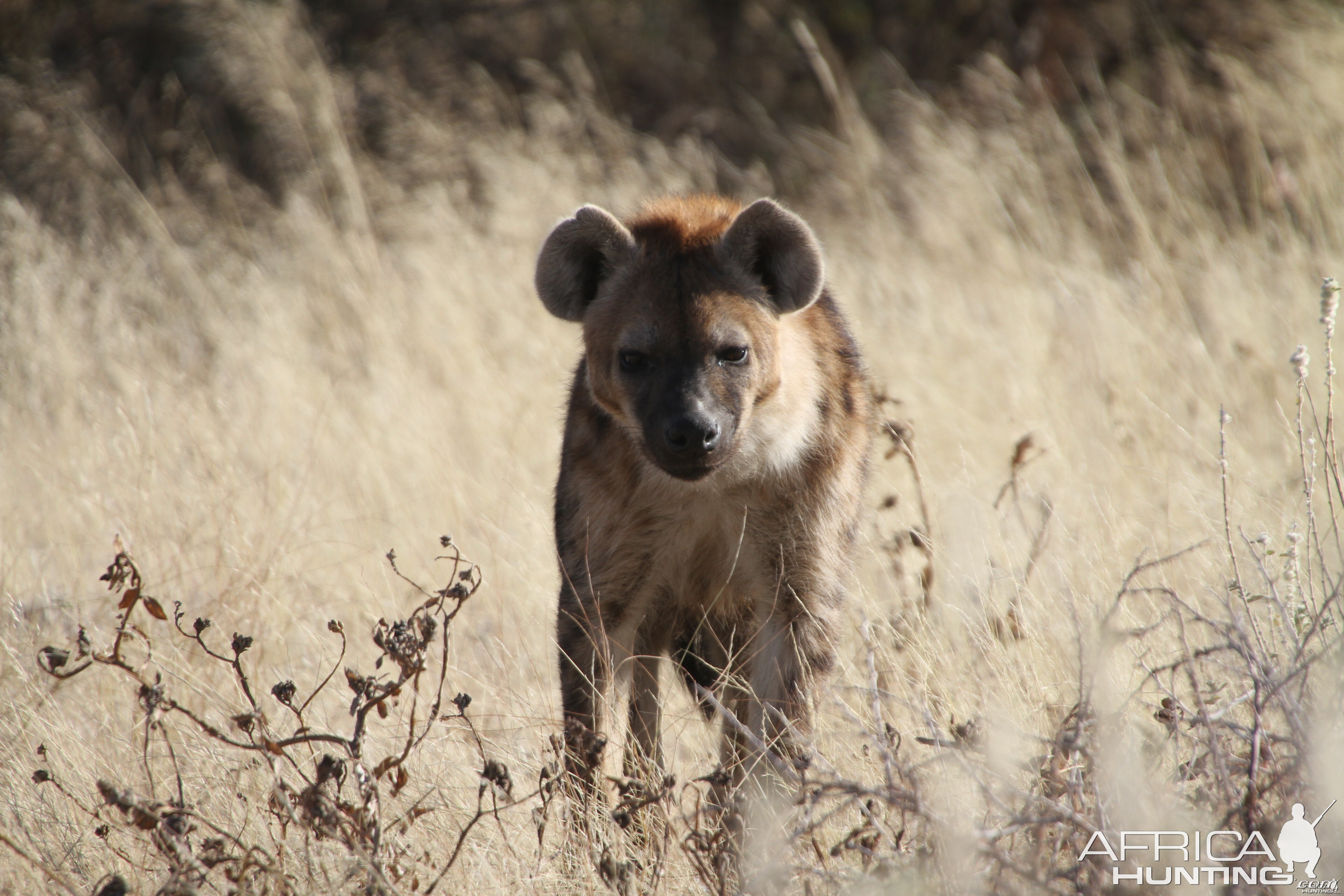 Spotted Hyena at Etosha National Park