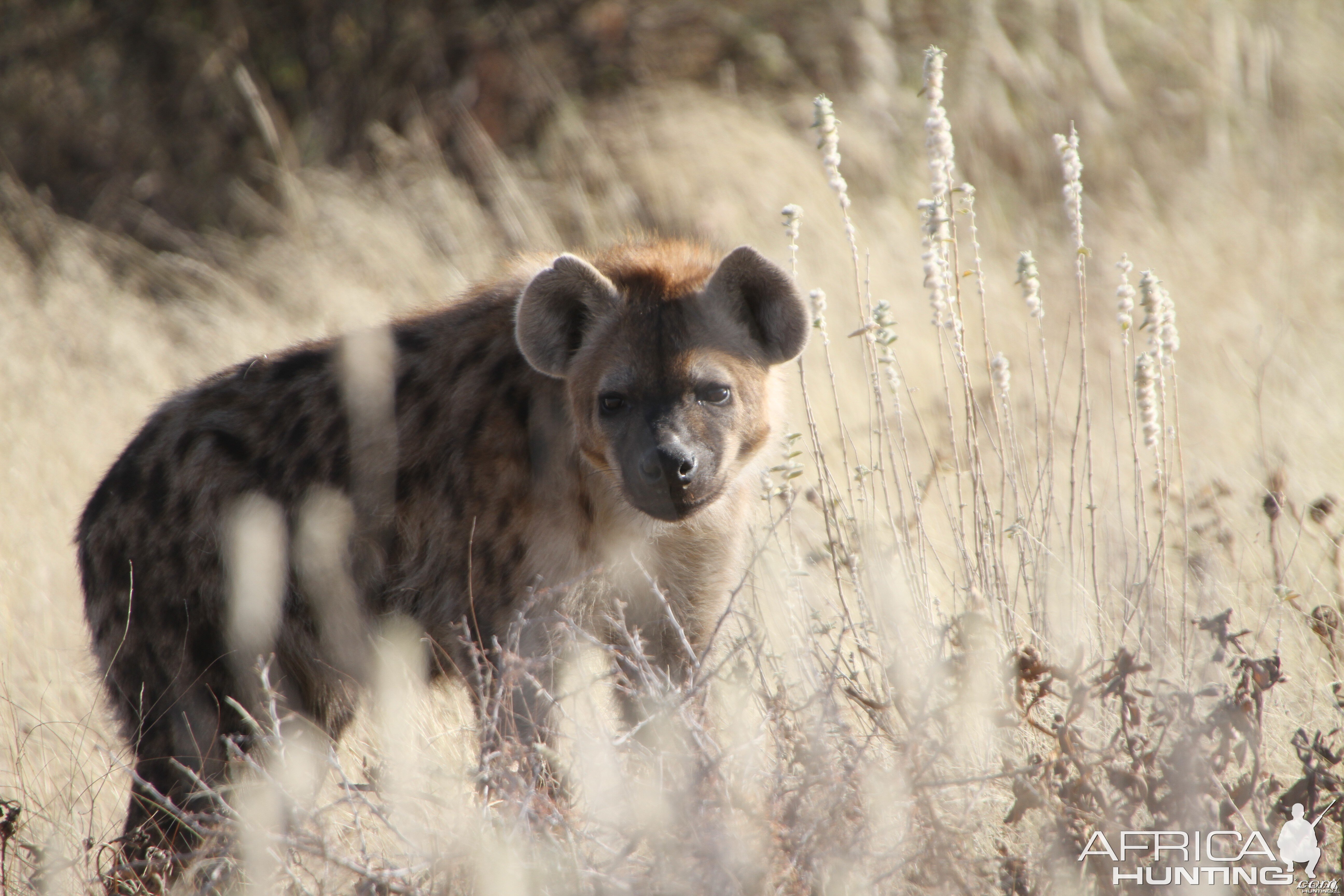 Spotted Hyena at Etosha National Park