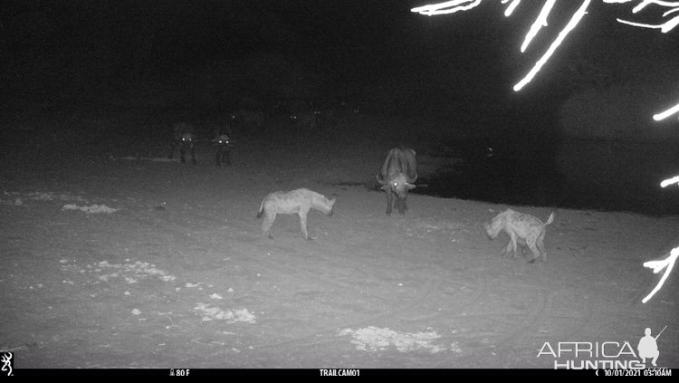 Spotted Hyena & Buffalo Trail Camera Zimbabwe