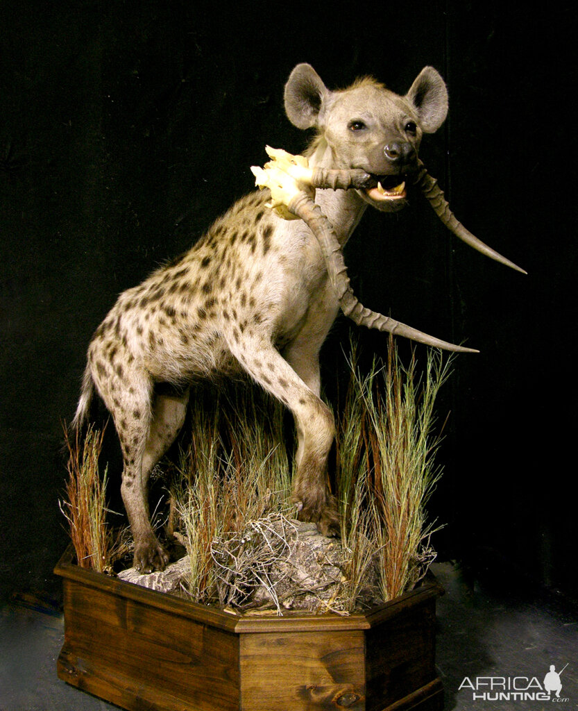 Spotted Hyena Full Mount Taxidermy