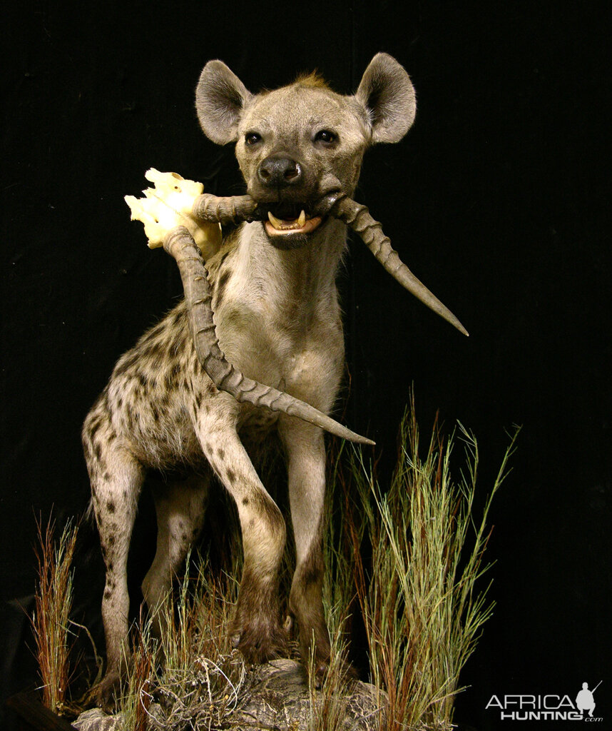 Spotted Hyena Full Mount Taxidermy