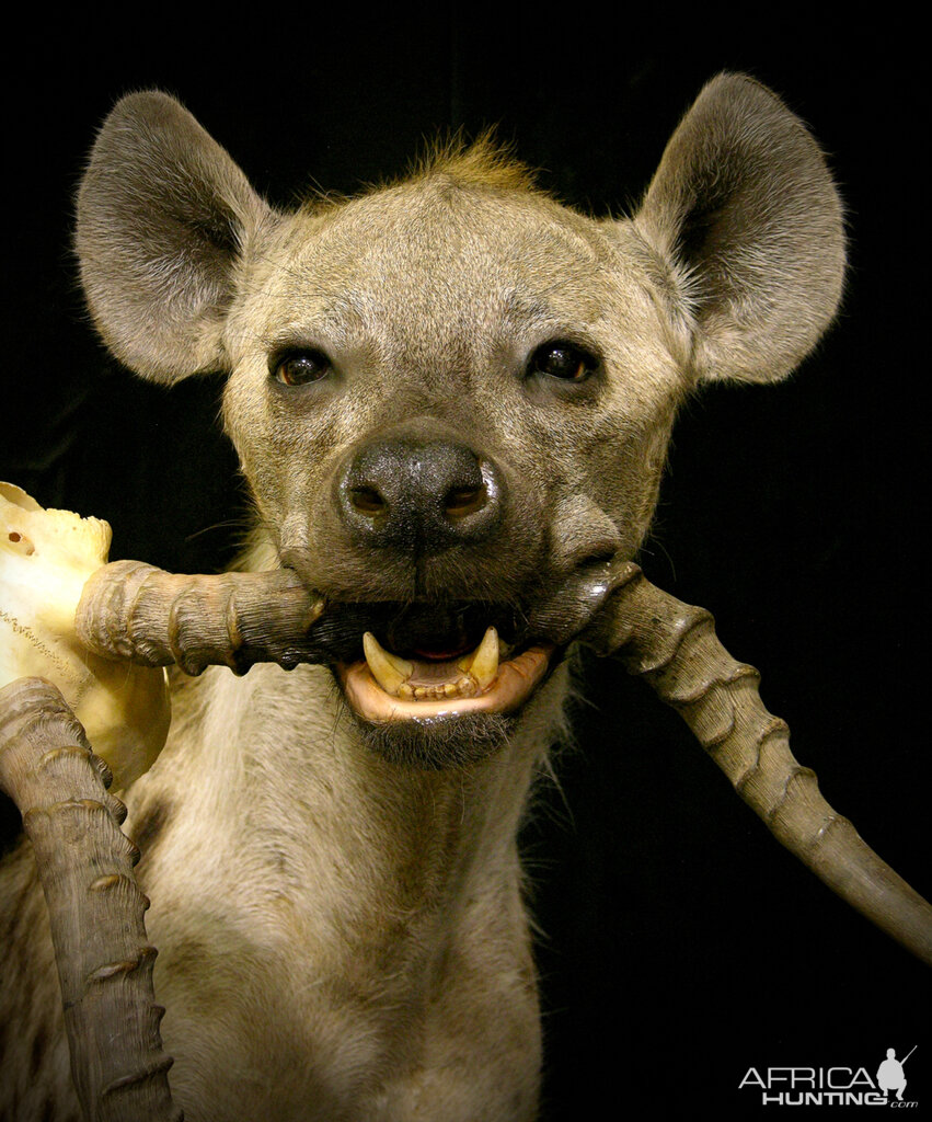 Spotted Hyena Full Mount Taxidermy