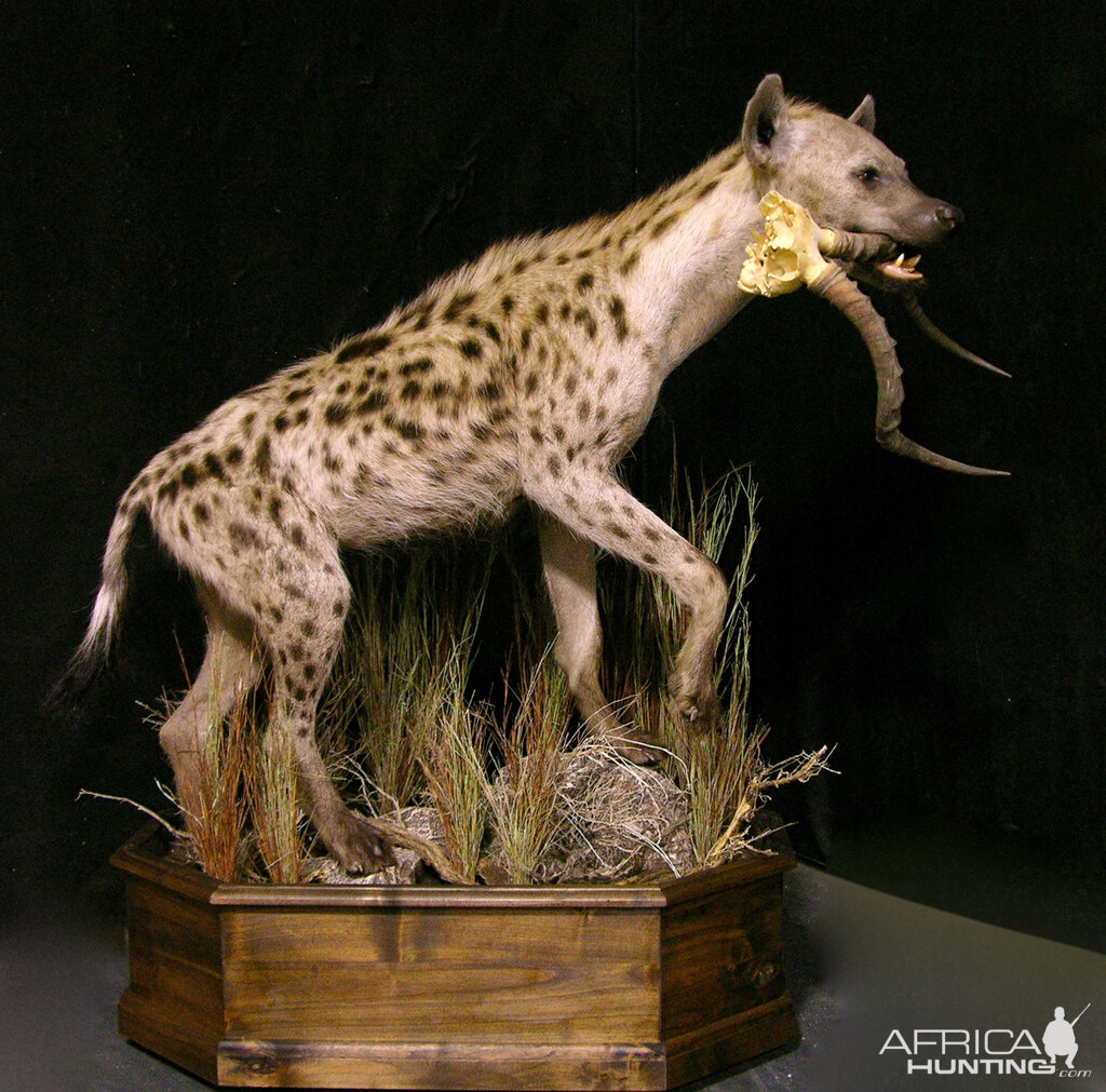 Spotted Hyena Full Mount Taxidermy