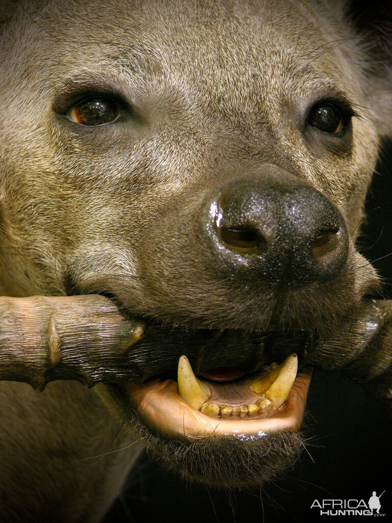 Spotted Hyena Full Mount Taxidermy