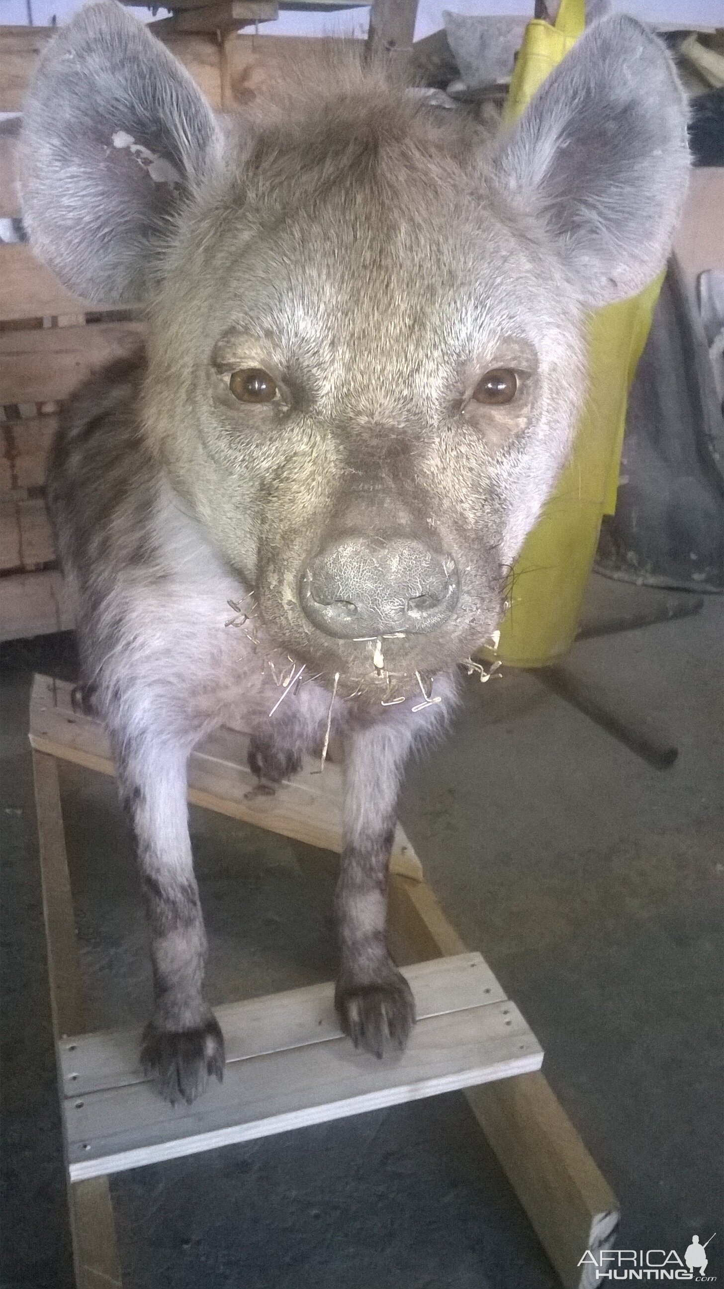 Spotted Hyena Full Mount Taxidermy