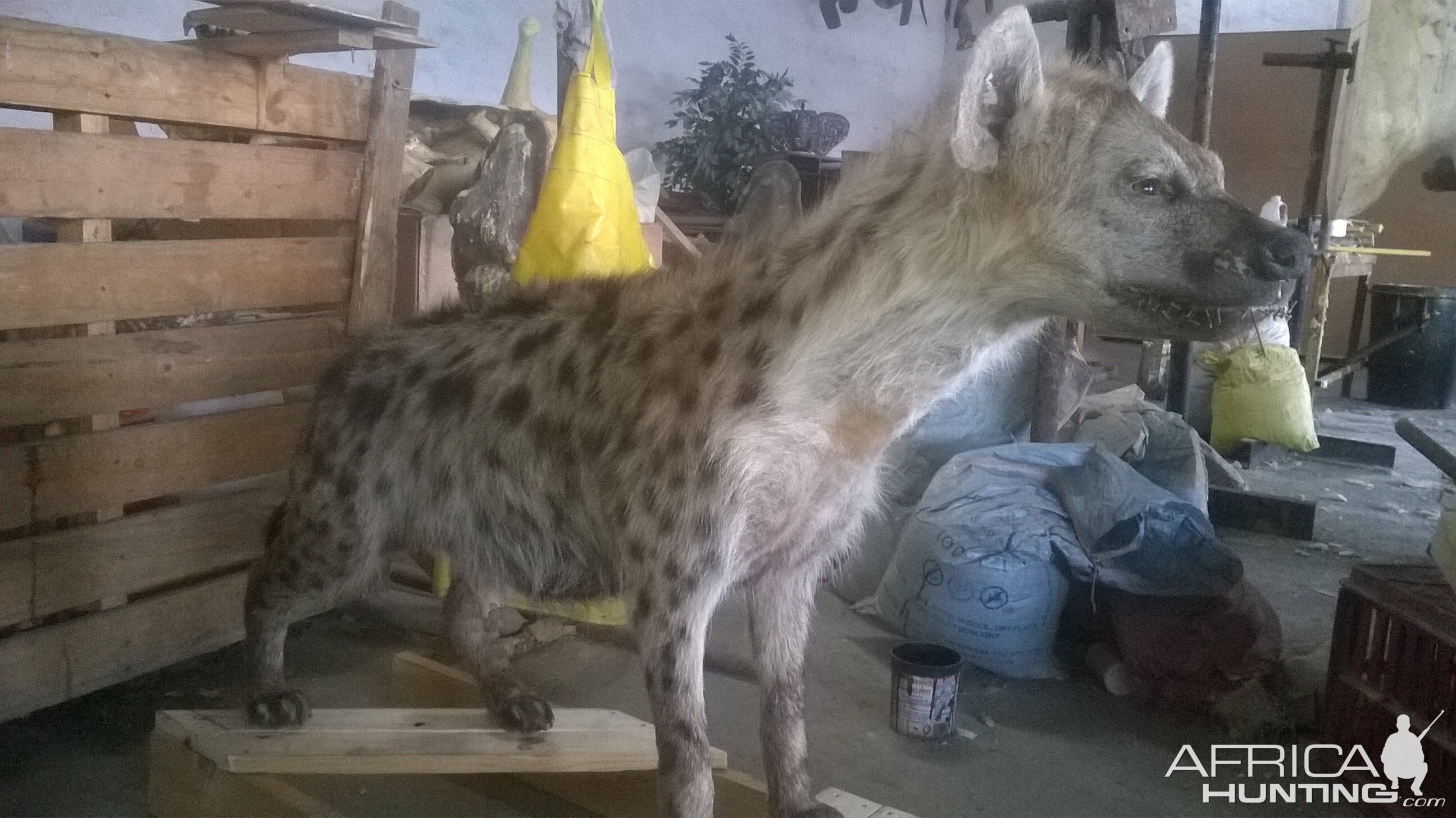 Spotted Hyena Full Mount Taxidermy