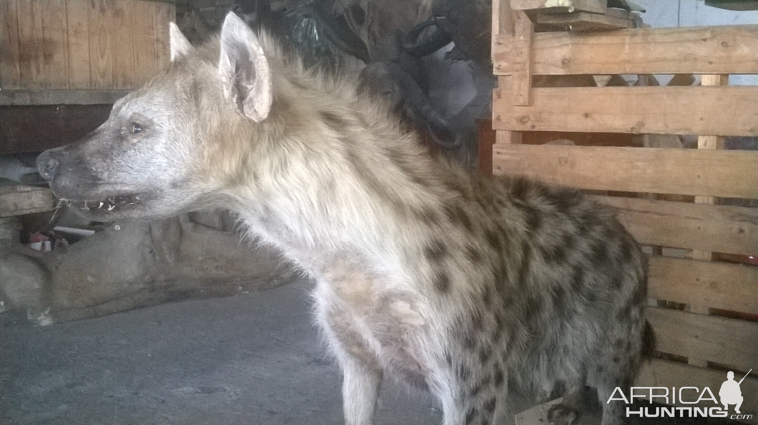 Spotted Hyena Full Mount Taxidermy