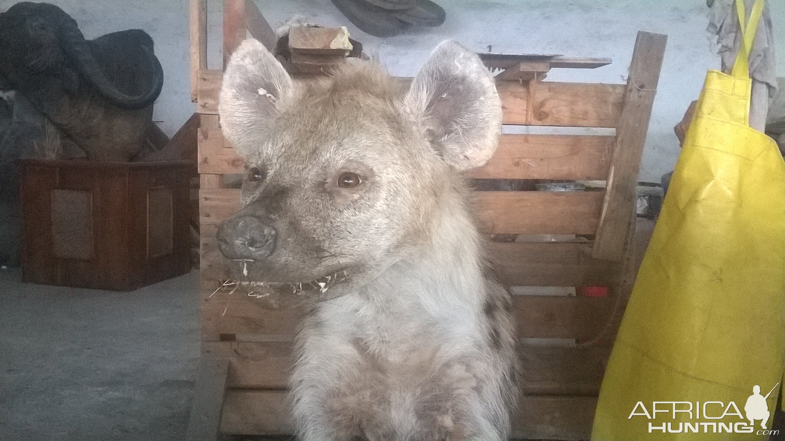 Spotted Hyena Full Mount Taxidermy