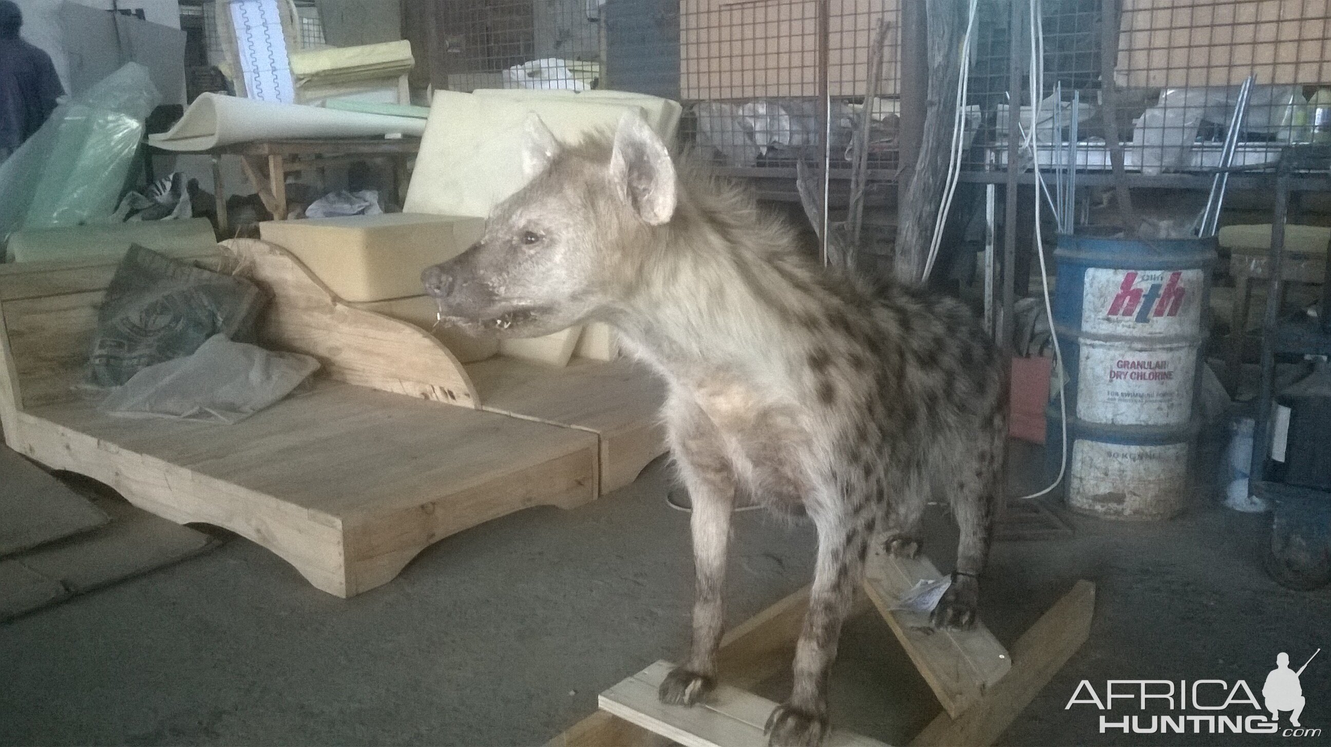 Spotted Hyena Full Mount Taxidermy