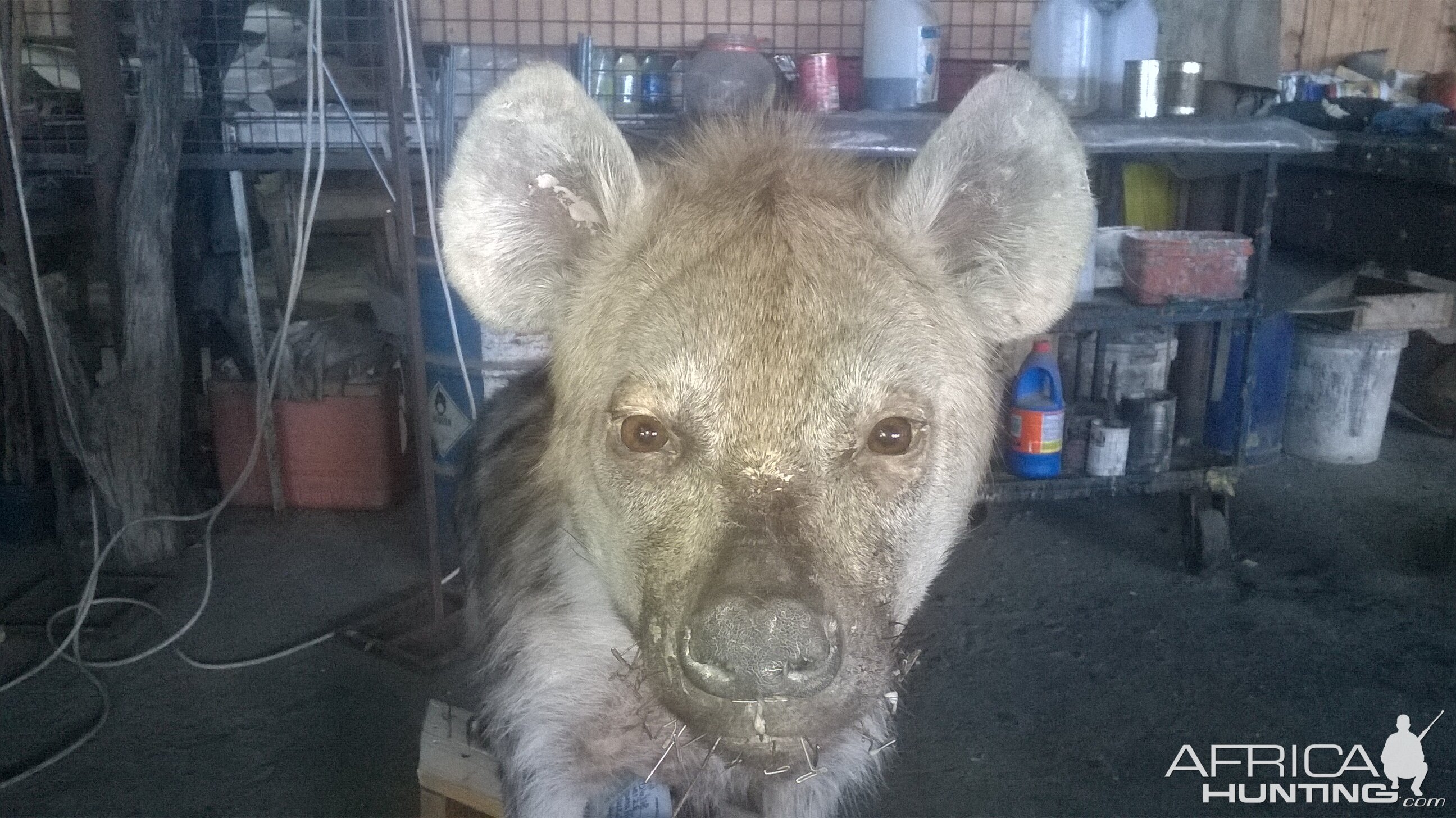 Spotted Hyena Full Mount Taxidermy