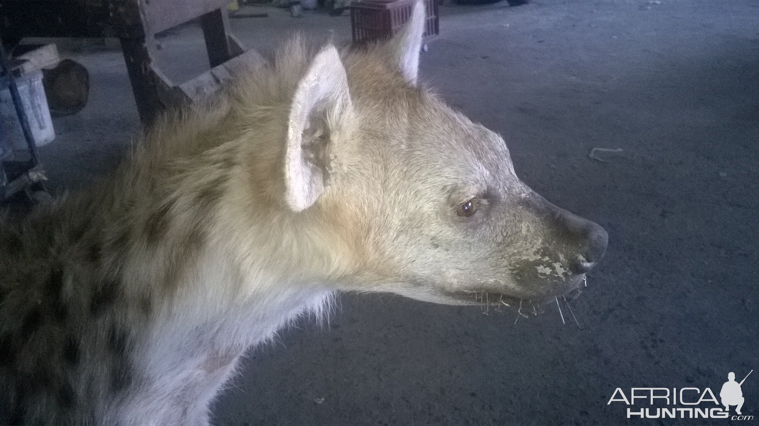 Spotted Hyena Full Mount Taxidermy