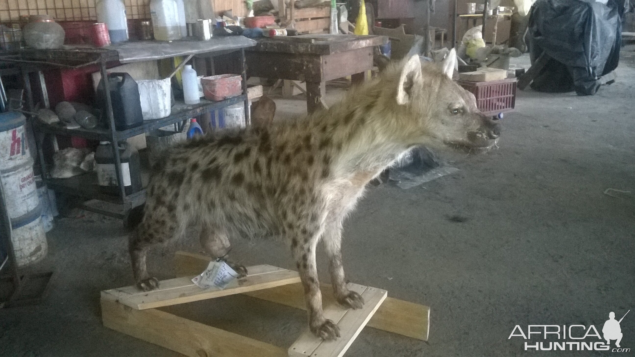 Spotted Hyena Full Mount Taxidermy