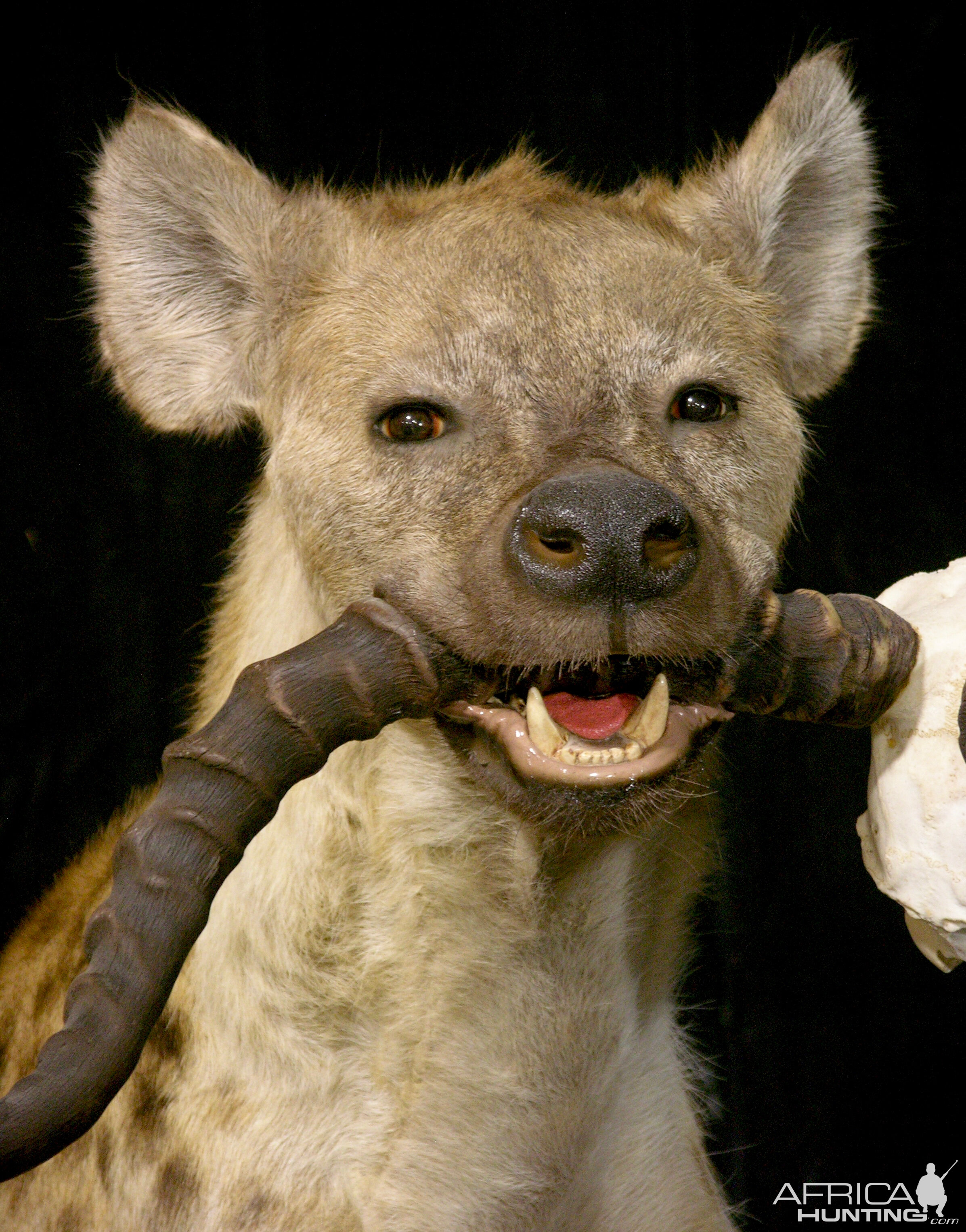 Spotted Hyena Full Mount Taxidermy