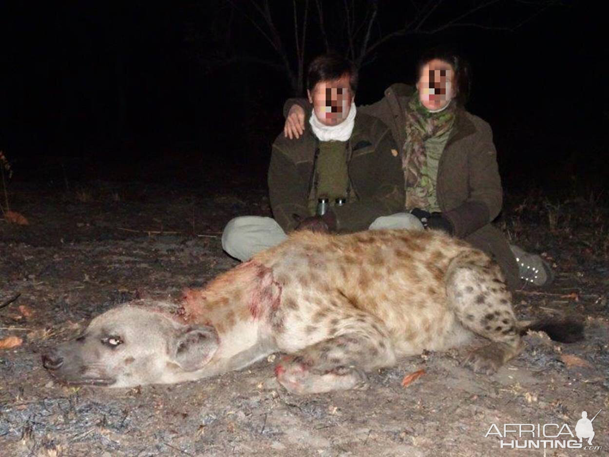 Spotted Hyena Hunt Mozambique