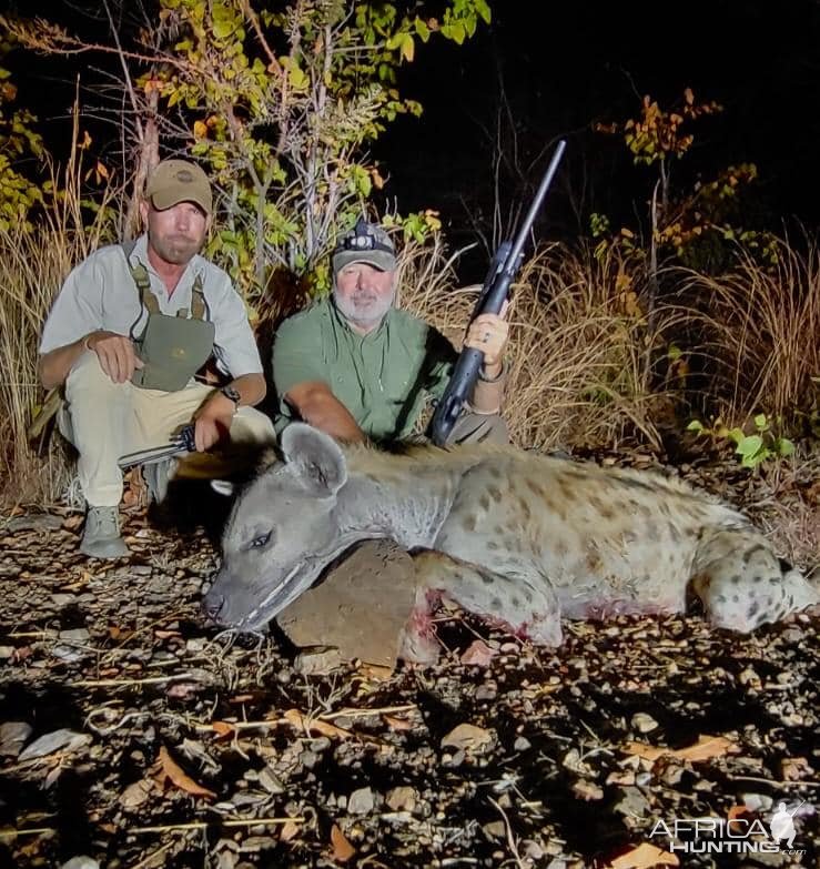 Spotted Hyena Hunt Zambia