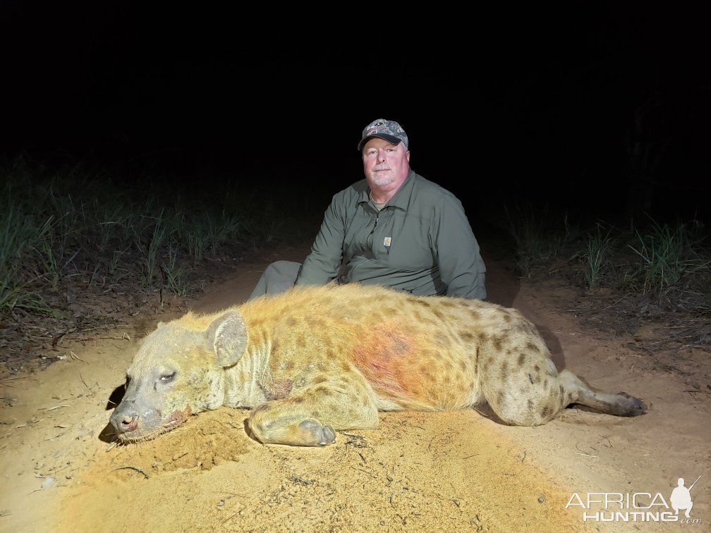 Spotted Hyena Hunt Zimbabwe