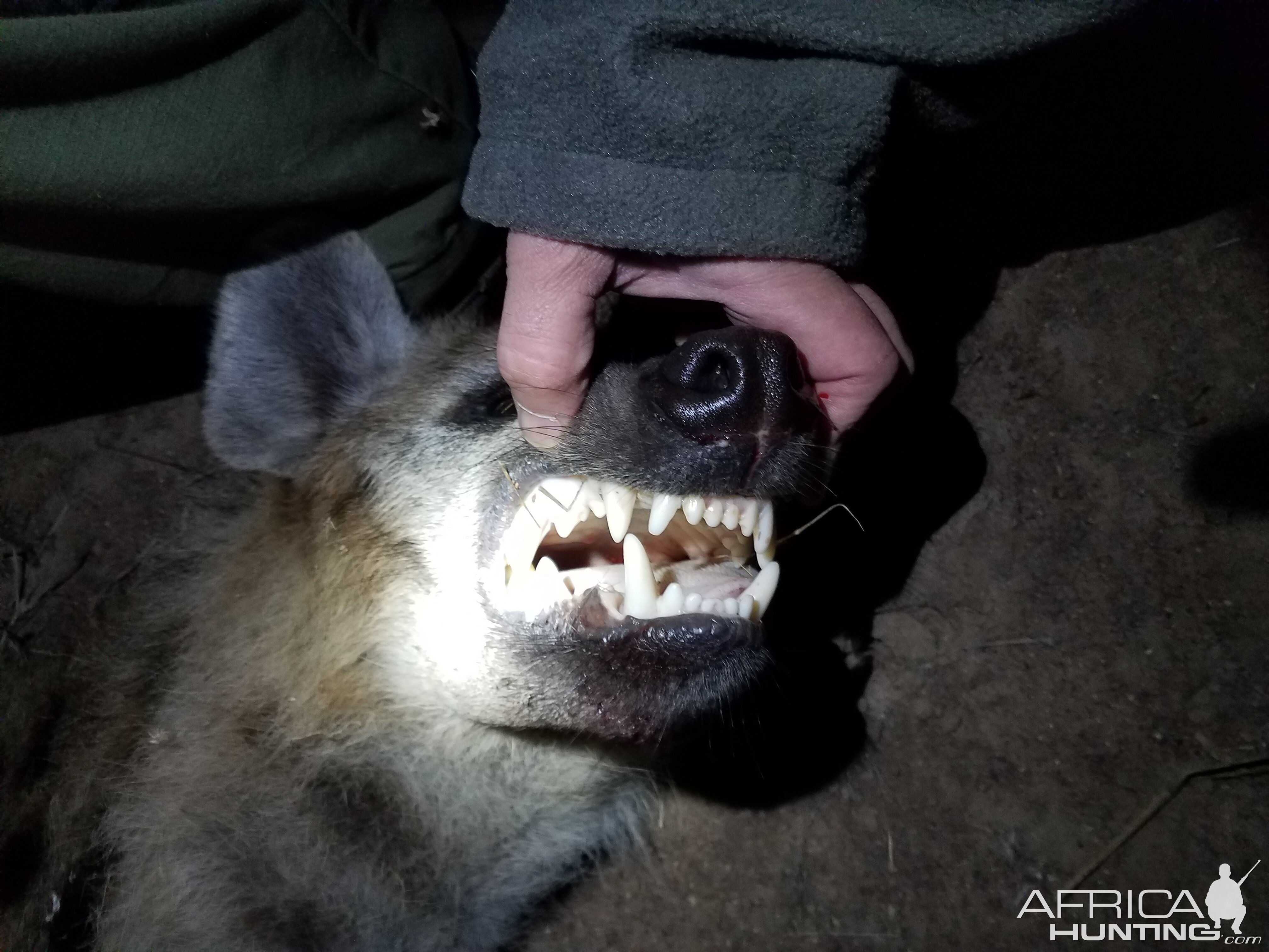 Spotted Hyena Hunt Zimbabwe