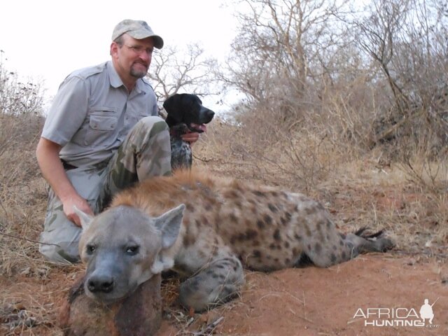 Spotted Hyena Hunt