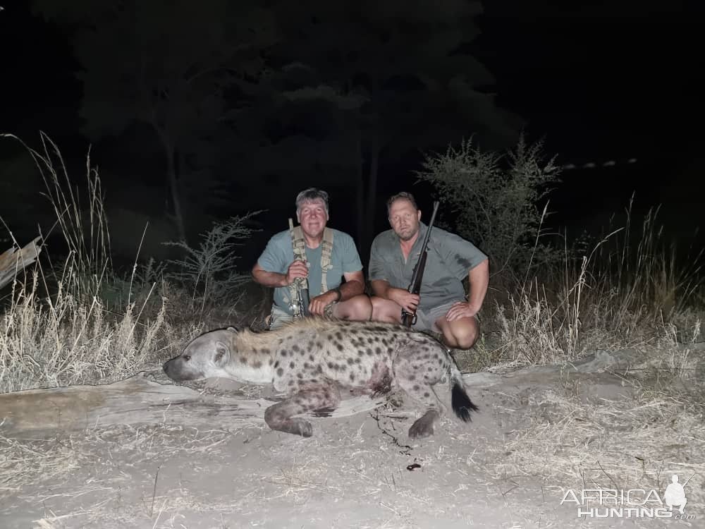 Spotted Hyena Hunting Namibia