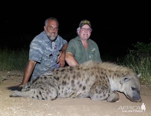 Spotted Hyena Hunting Sunset Safaris
