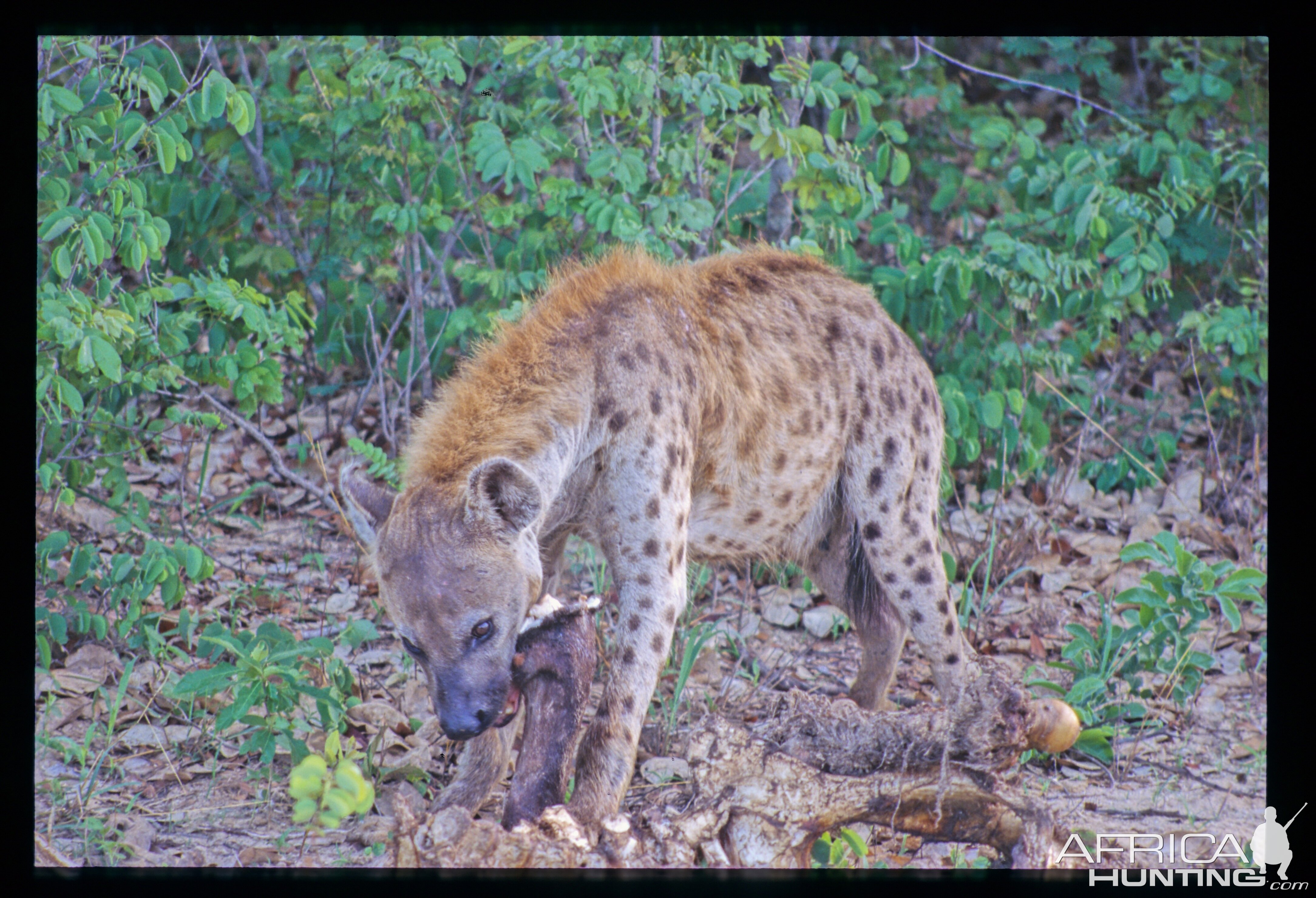 Spotted Hyena in Hwange National Park Zimbabwe