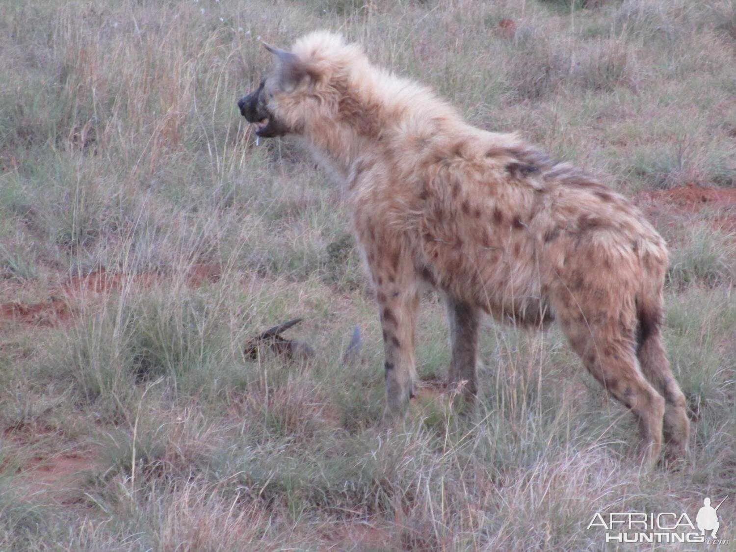 Spotted Hyena in South Africa