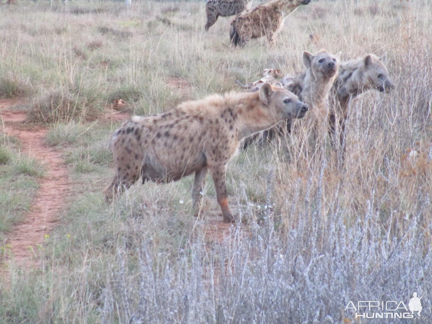 Spotted Hyena in South Africa