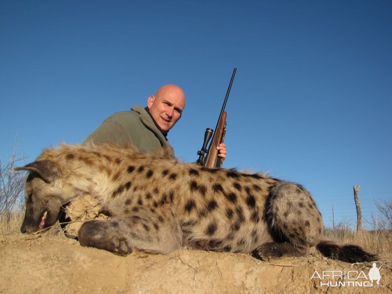 Spotted Hyena Namibia Hunt