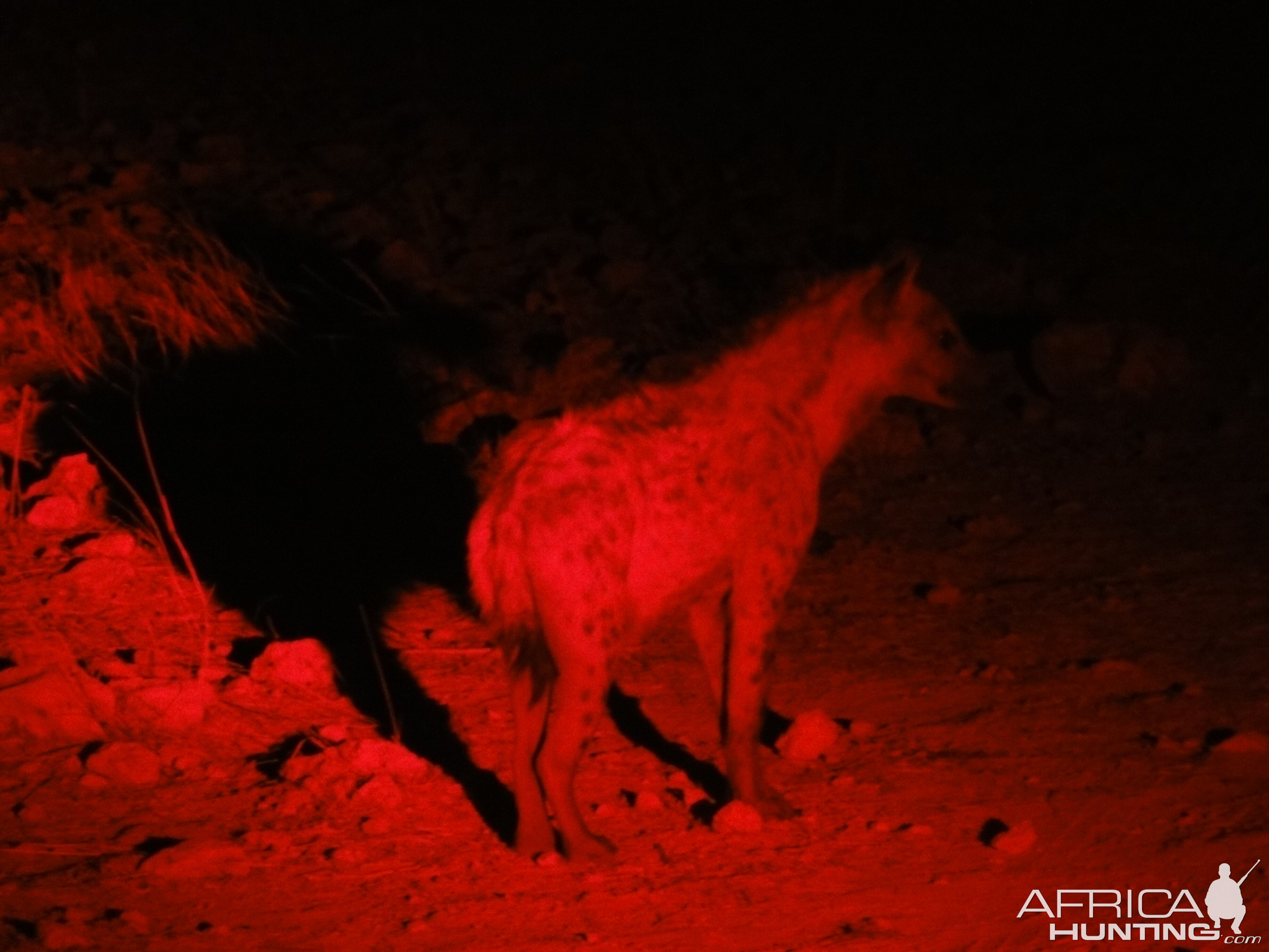 Spotted Hyena Namibia