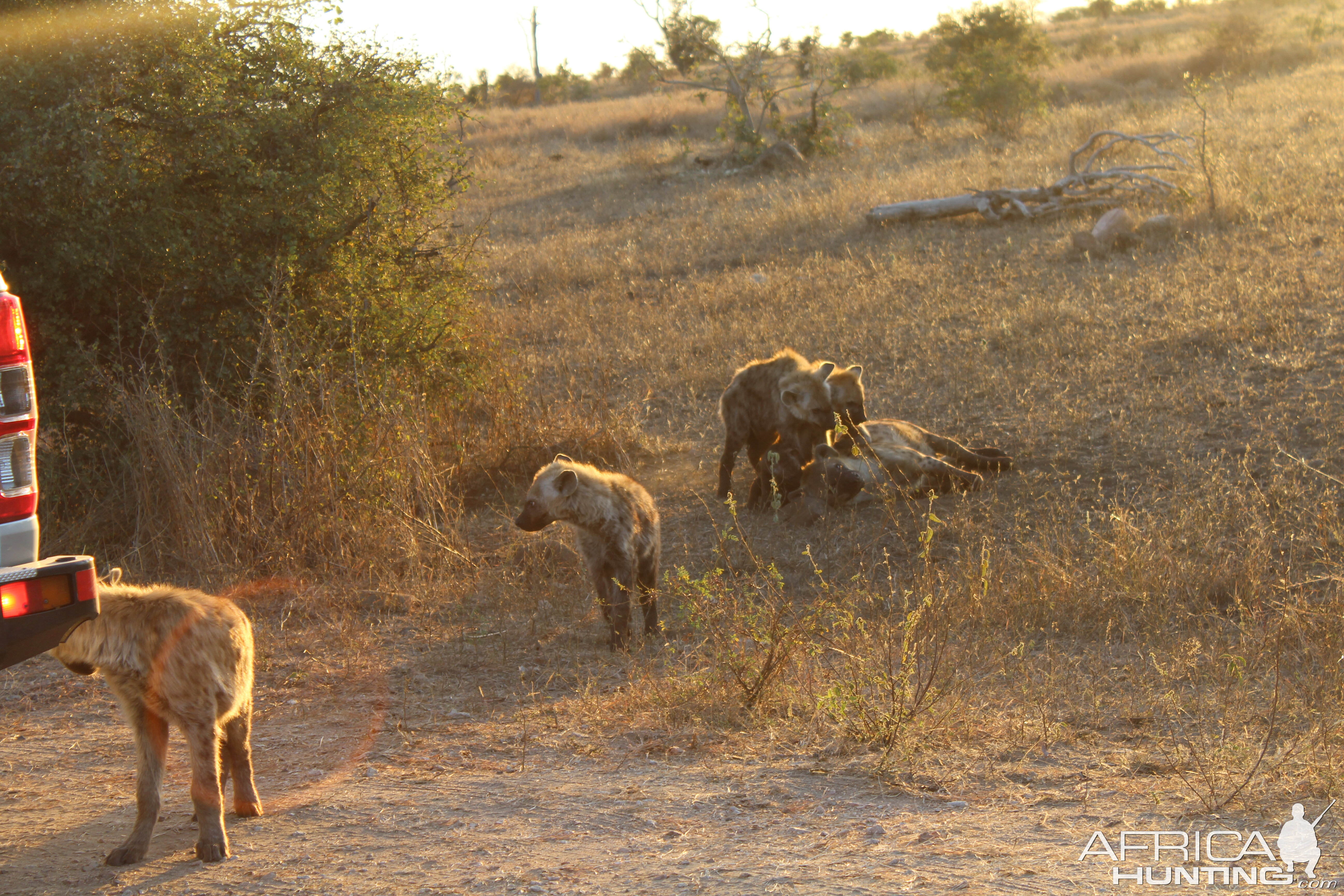 Spotted Hyena South Africa Kruger National Park