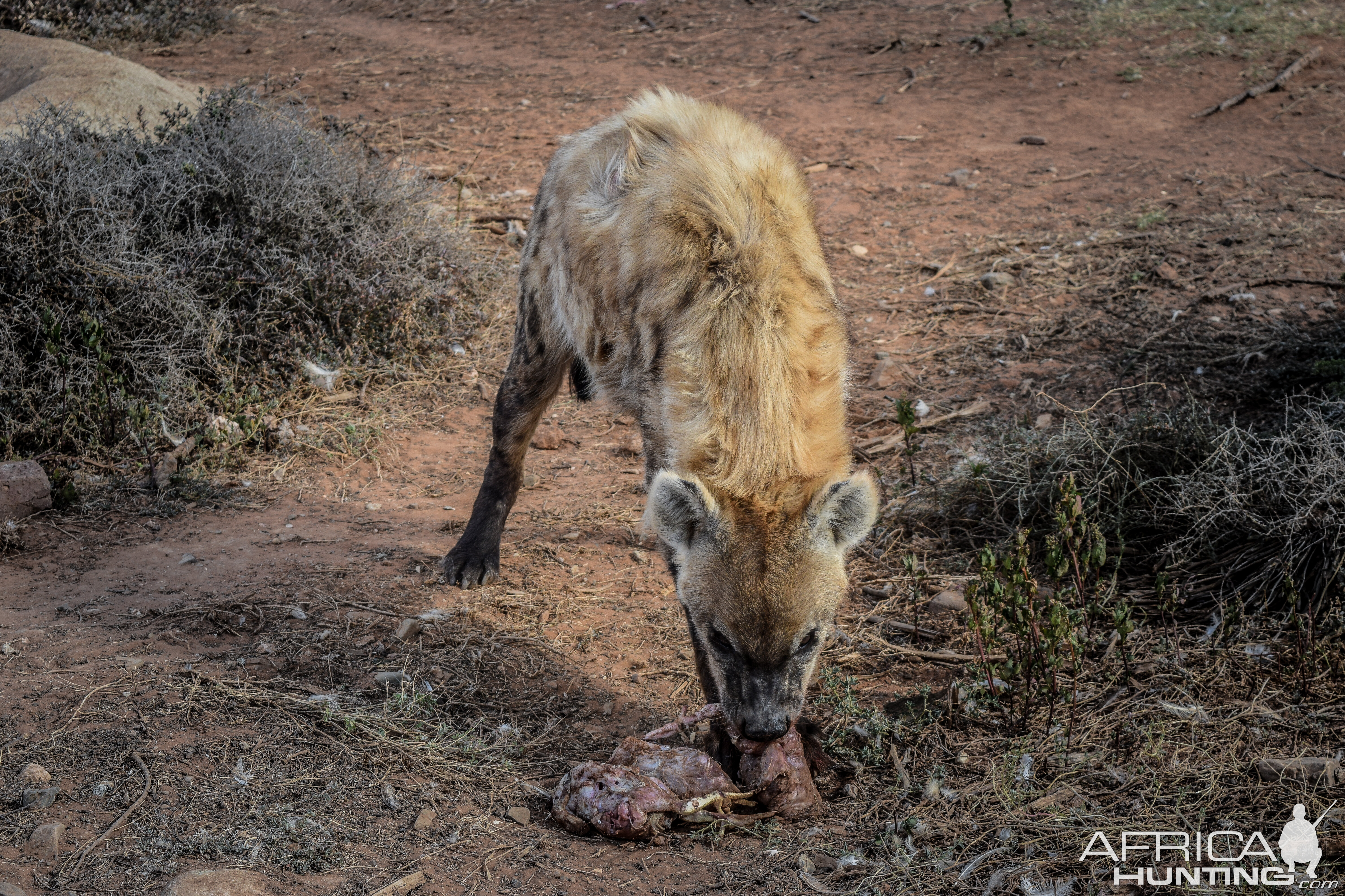 Spotted Hyena South Africa