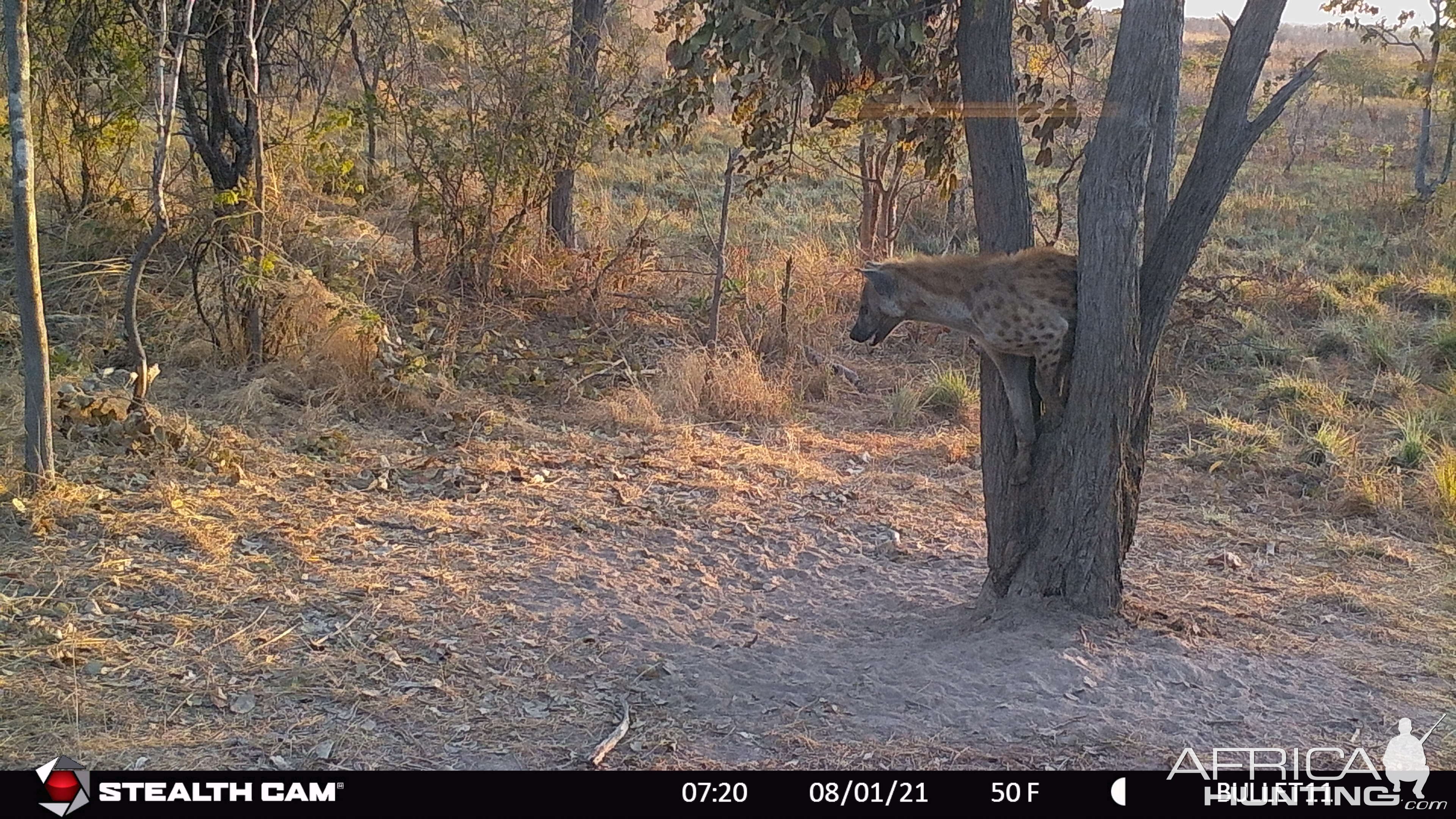 Spotted Hyena Tanzania Trail Camera