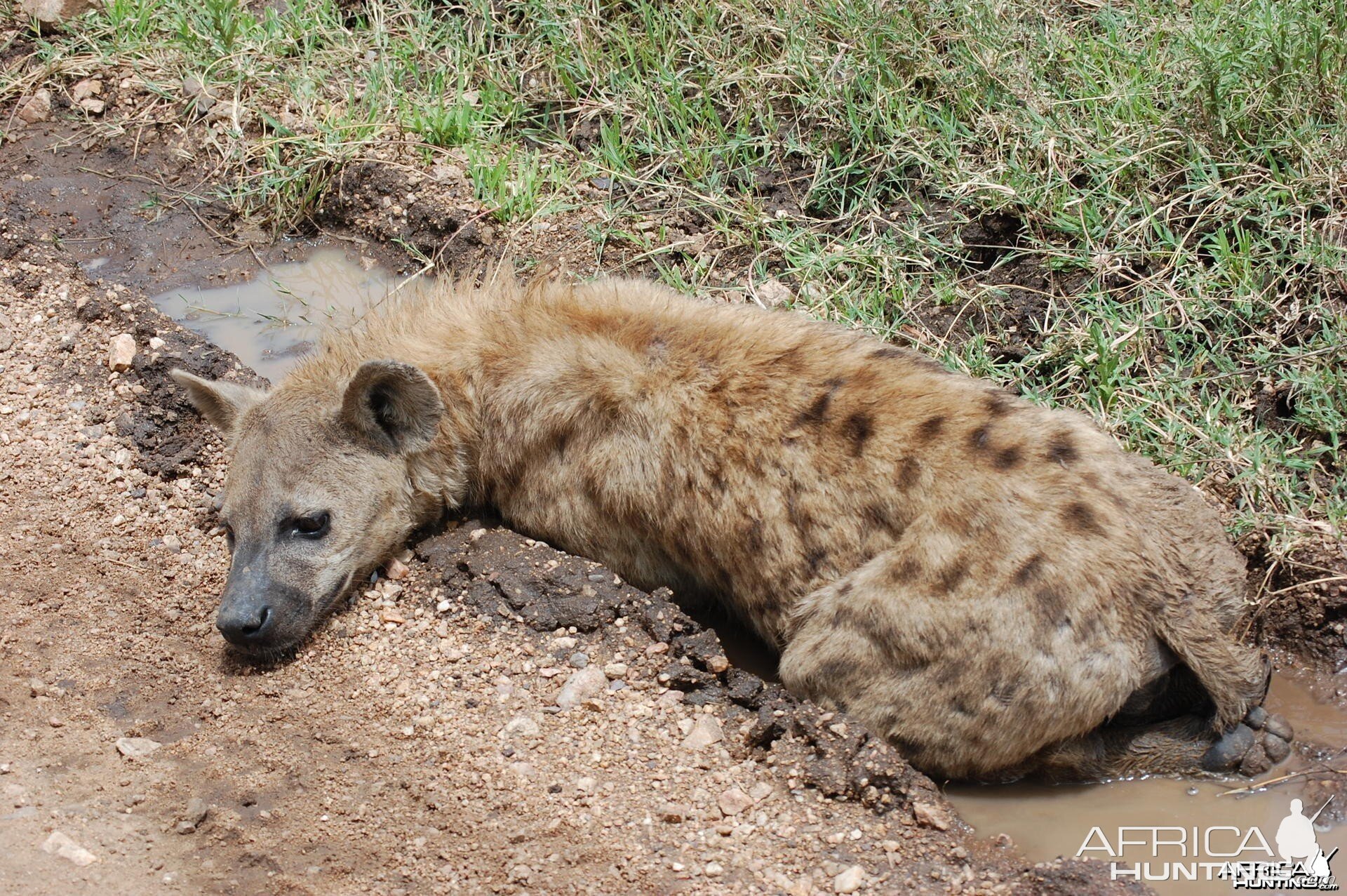 Spotted Hyena Tanzania