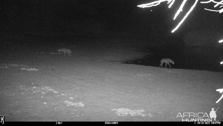 Spotted Hyena Trail Camera Zimbabwe
