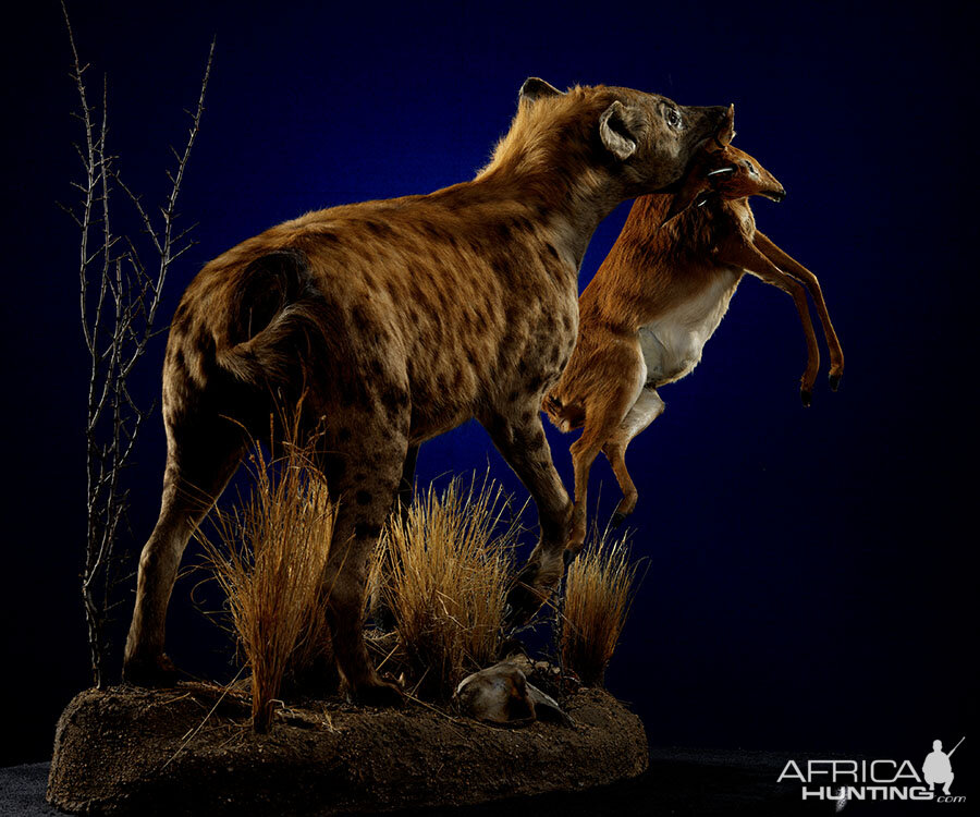 Spotted Hyena with kill Full Mount Taxidermy