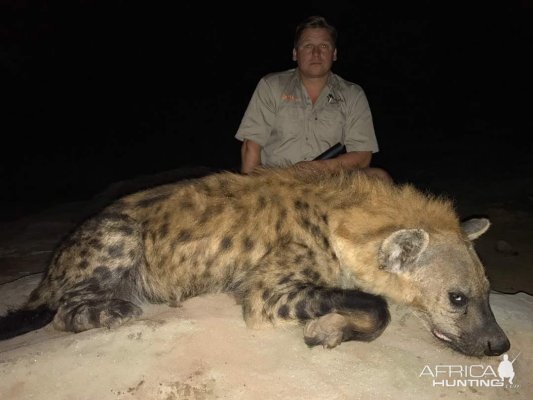 Spotted Hyena Zimbabwe Hunt