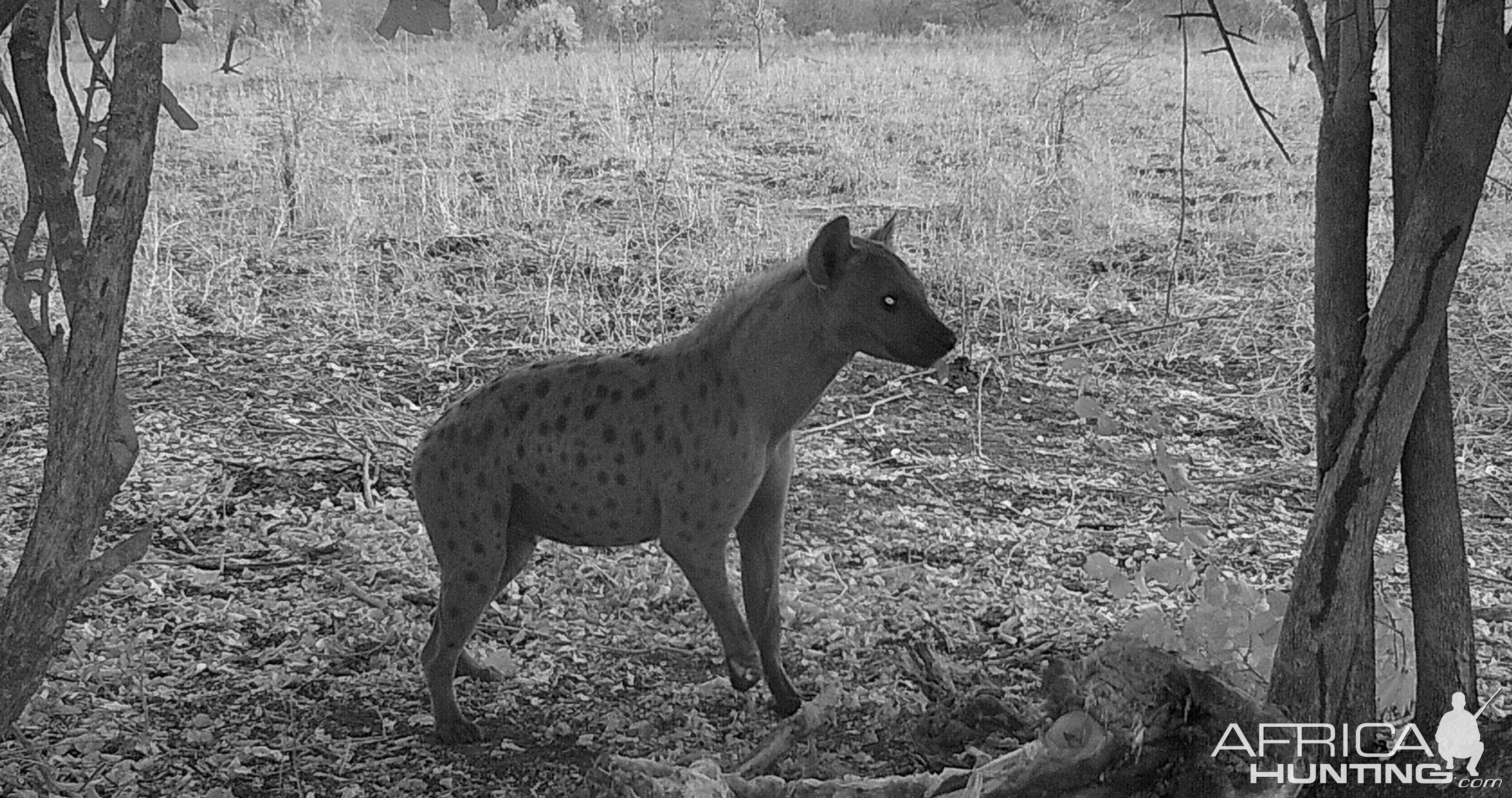 Spotted Hyena.