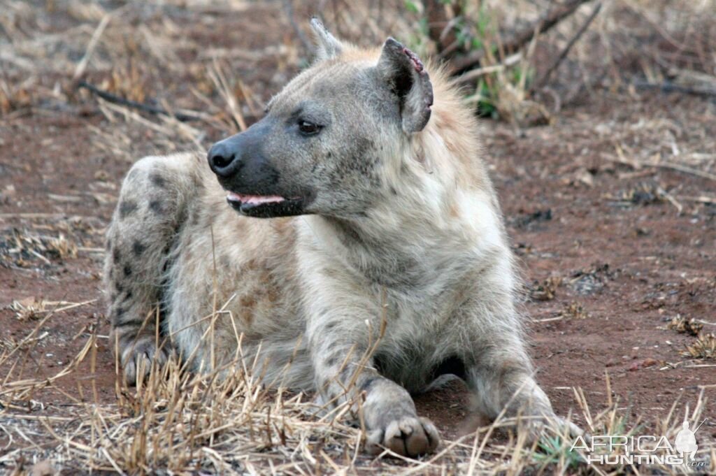 Spotted Hyena