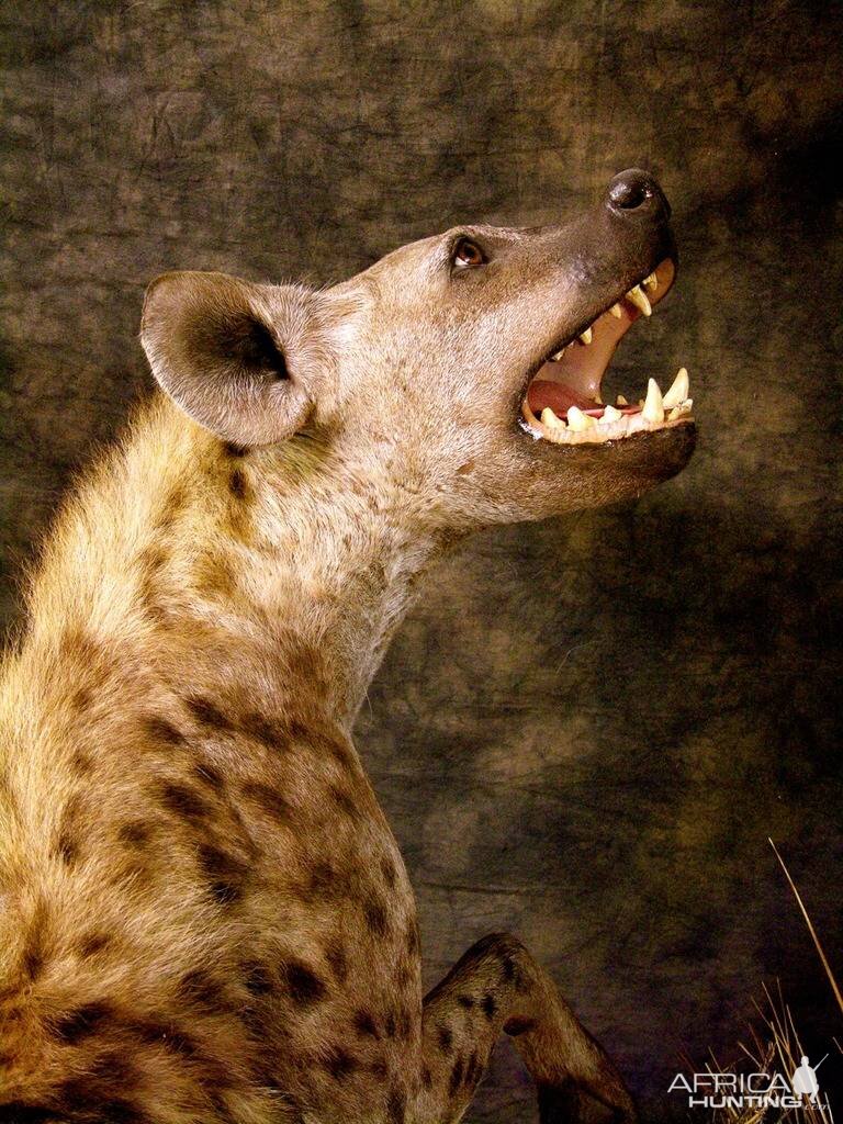 Spotted Hyenas Full Mount Taxidermy Close Up