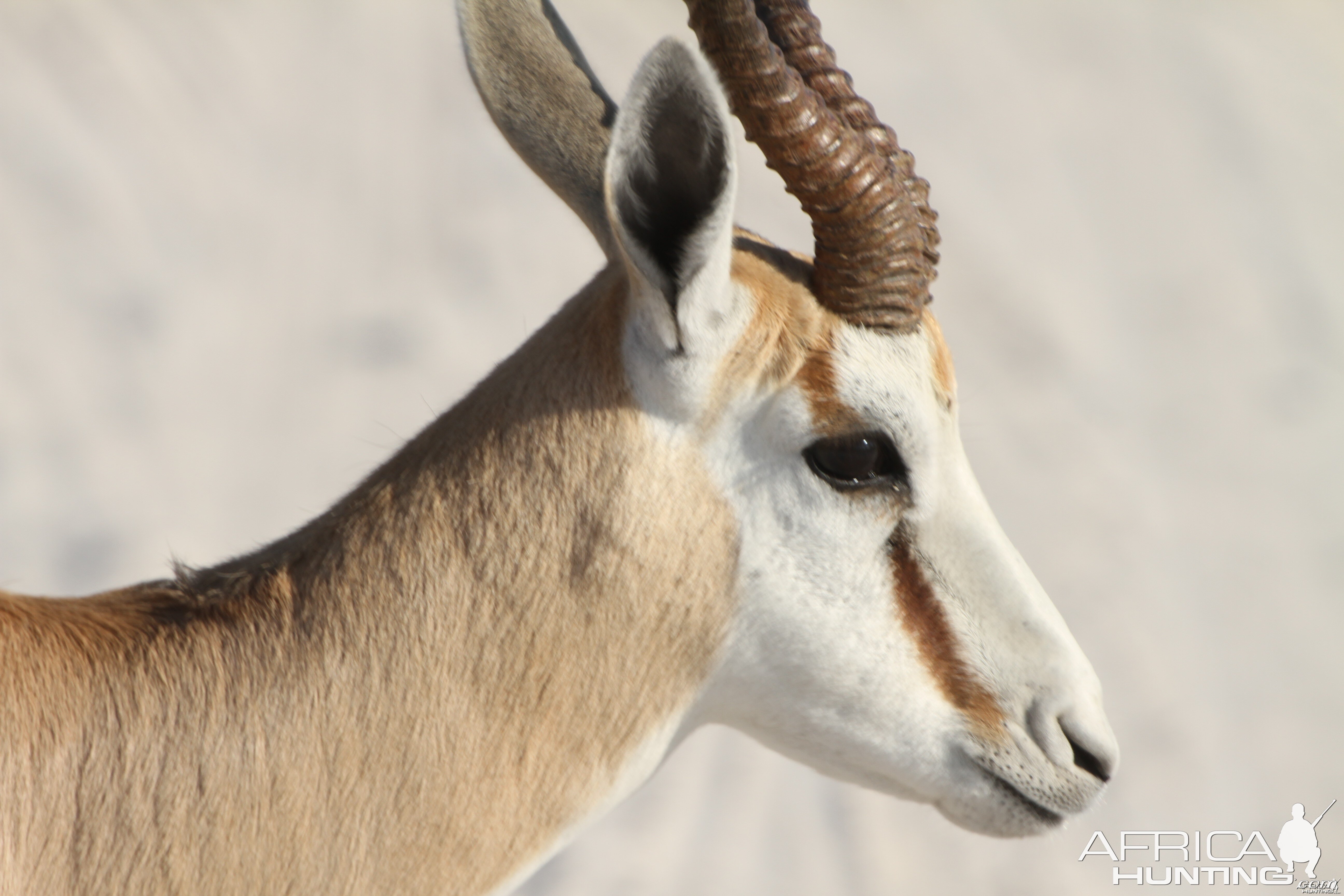 Springbok at Etosha National Park