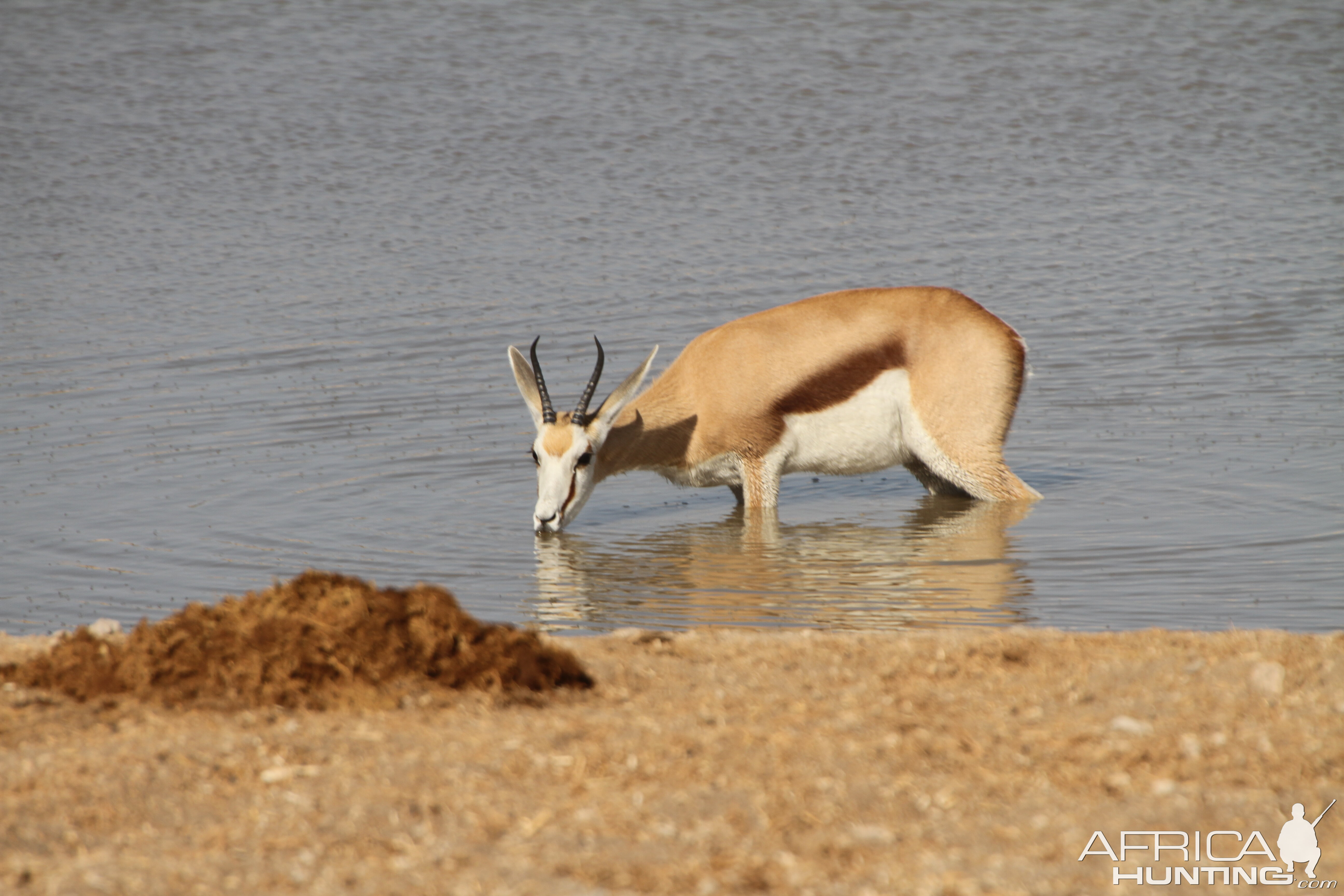 Springbok at Etosha National Park